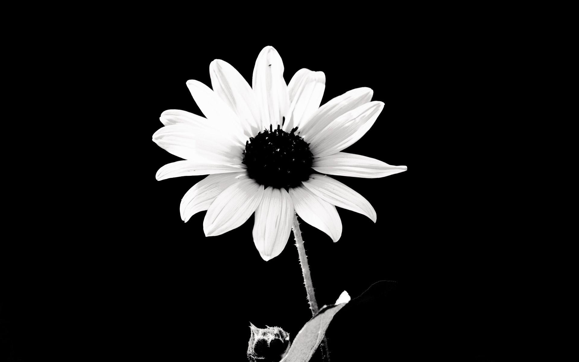 Black and White Flower Desktop Wallpapers Top Free Black and White