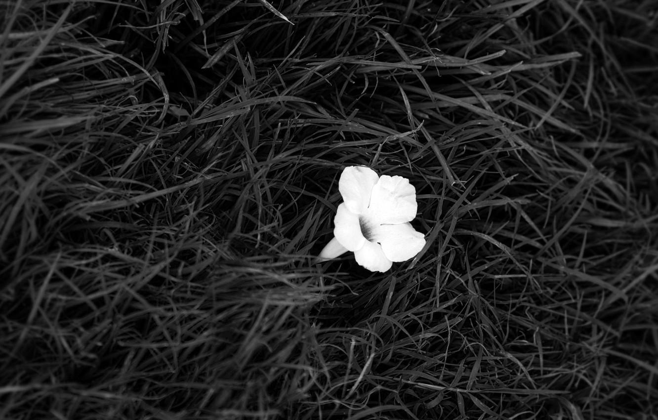 Black and White Flower Desktop Wallpapers Top Free Black and White