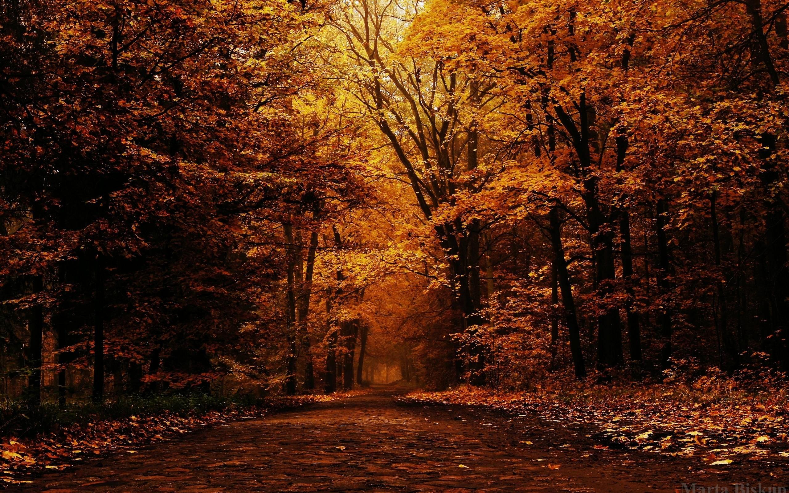 Autumn Night Desktop Wallpapers Top Free Autumn Night Desktop