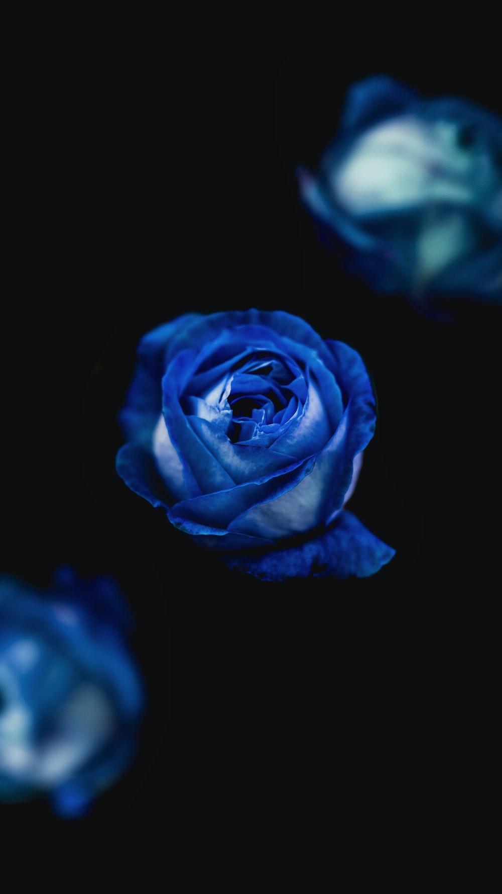 Light Blue Roses Wallpapers Top Free Light Blue Roses Backgrounds