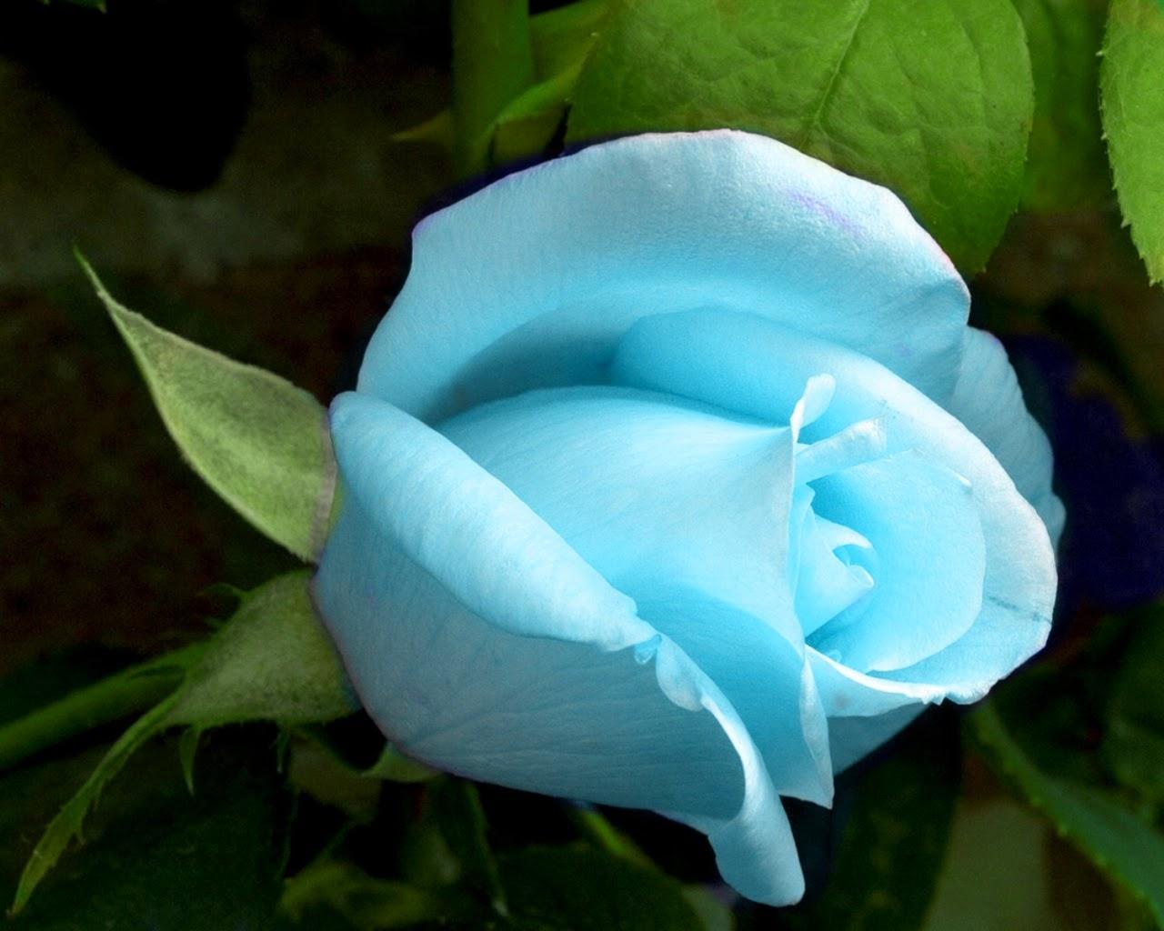 Light Blue Roses Wallpapers Top Free Light Blue Roses Backgrounds