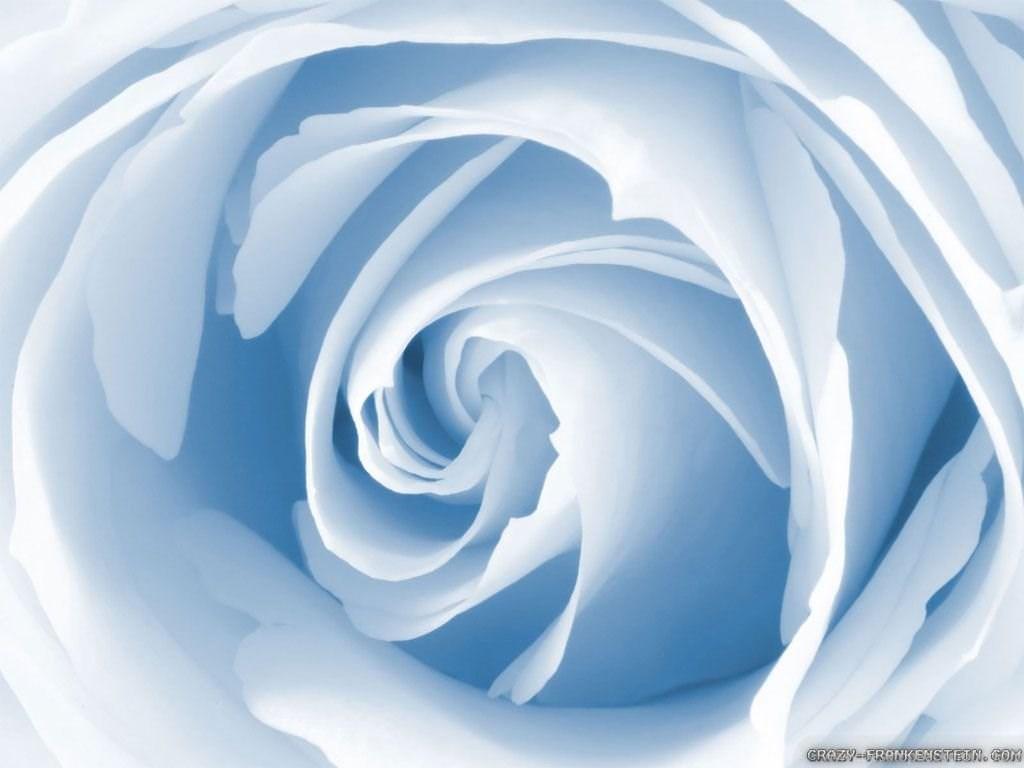 Light Blue Roses Wallpapers Top Free Light Blue Roses Backgrounds