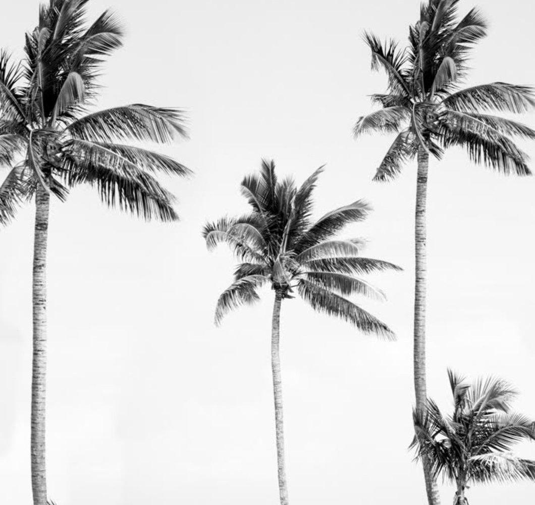 Black and White Palm Tree Wallpapers Top Free Black and White Palm