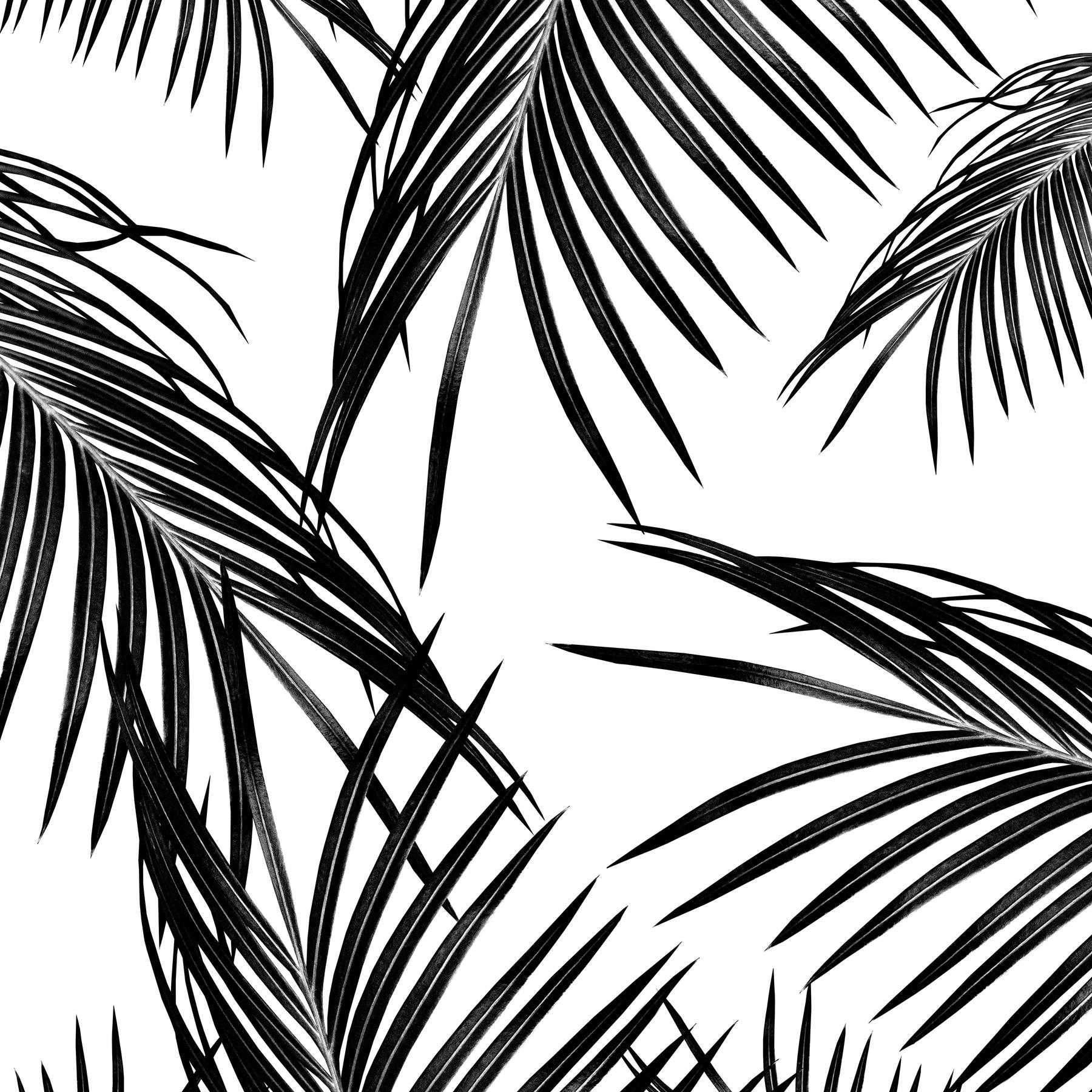 Black and White Palm Tree Wallpapers Top Free Black and White Palm
