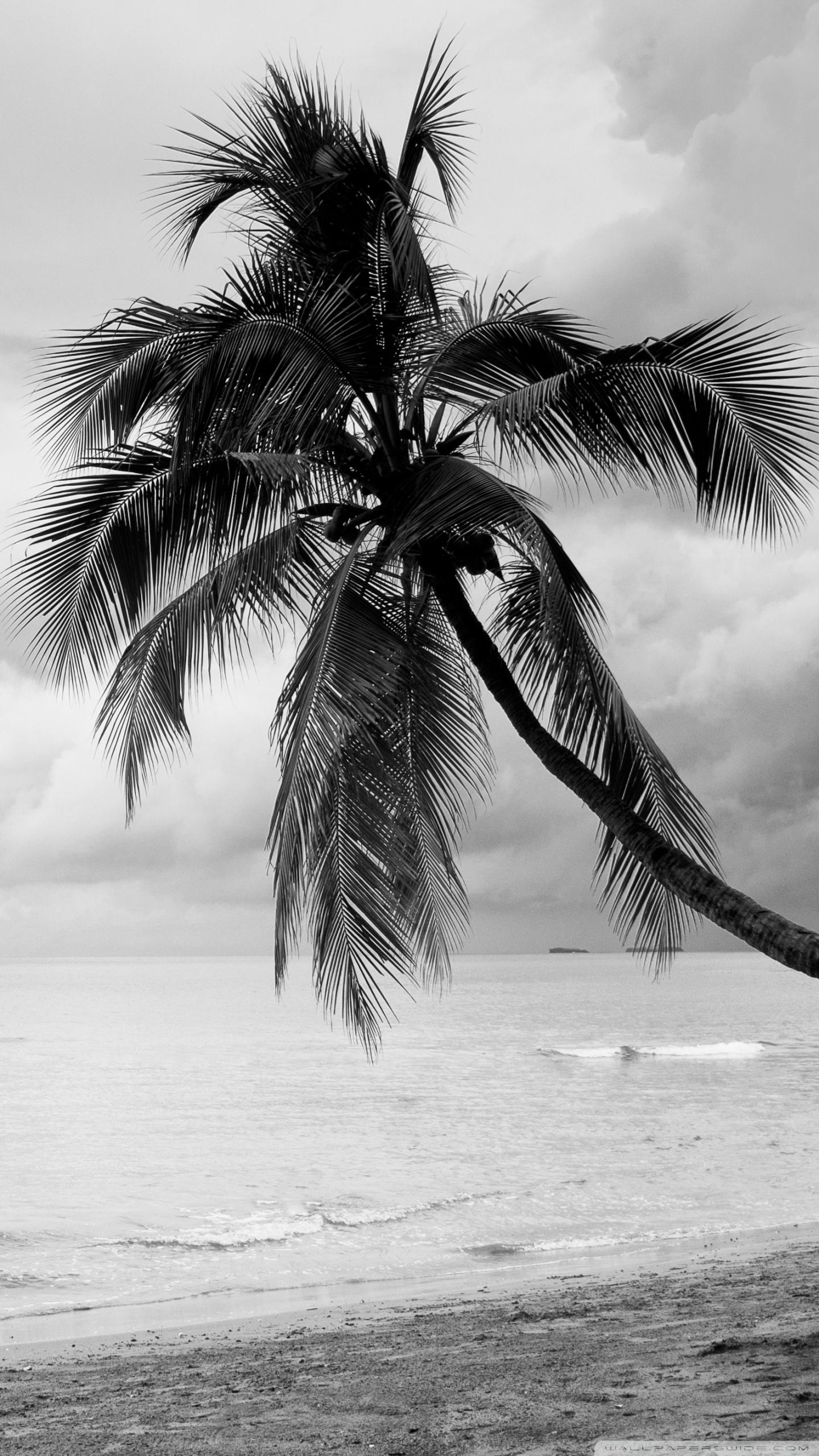 Black and White Palm Tree Wallpapers Top Free Black and White Palm