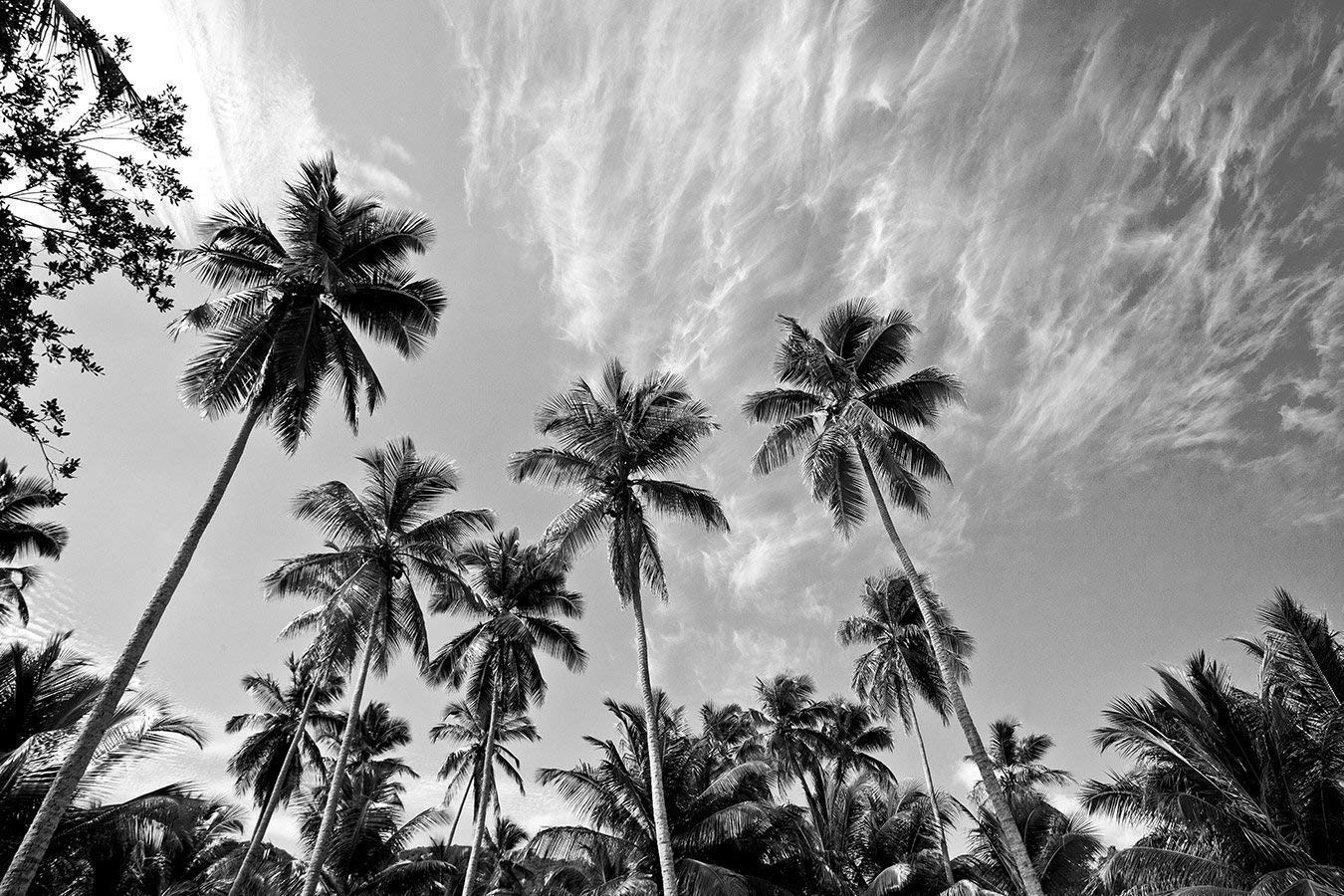 Black and White Palm Tree Wallpapers Top Free Black and White Palm