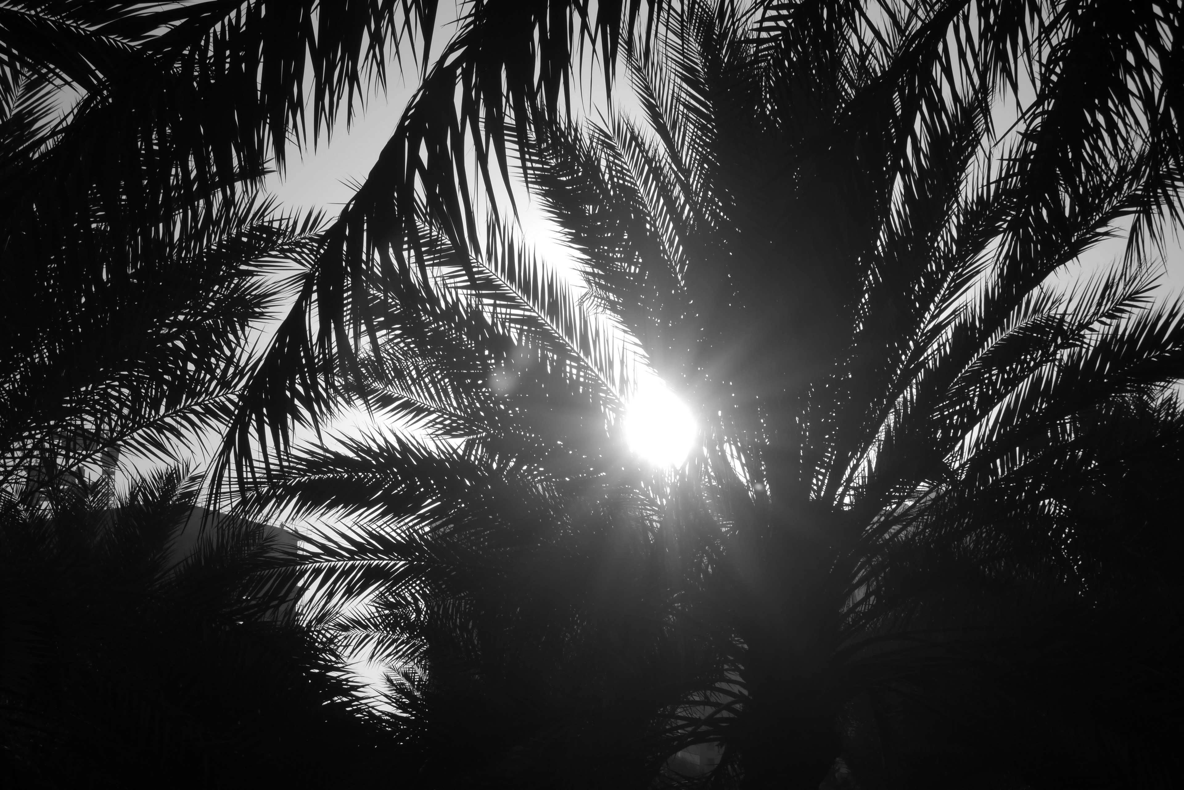 Black and White Palm Tree Wallpapers Top Free Black and White Palm