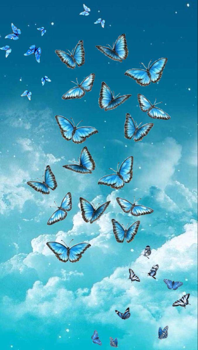 Small Butterflies Wallpapers Top Free Small Butterflies Backgrounds