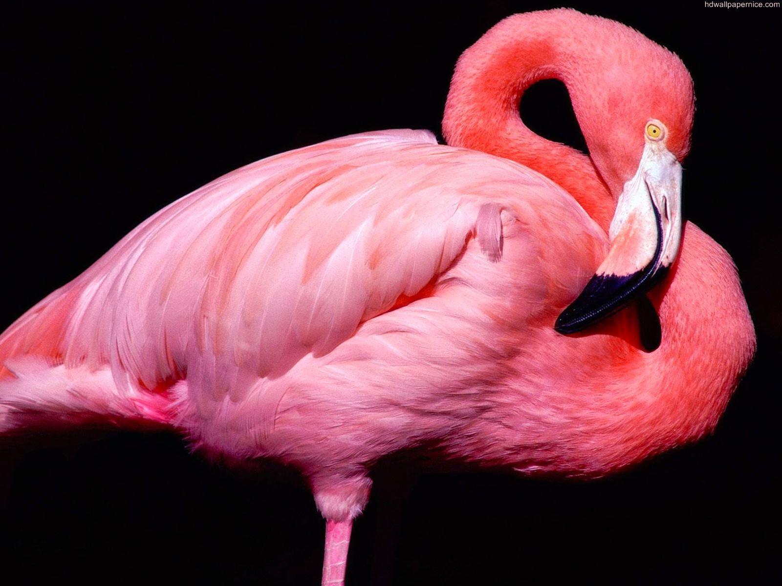 Pink Flamingo Laptop Wallpapers Top Free Pink Flamingo Laptop