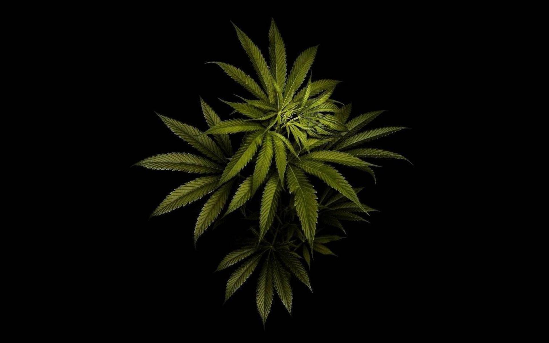 HD Weed Widescreen 1080P Wallpapers Top Free HD Weed Widescreen 1080P
