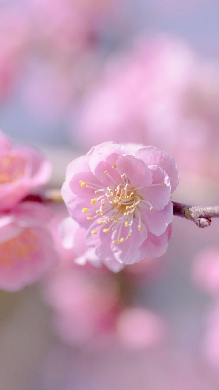 Light Pink Floral iPhone Wallpapers Top Free Light Pink Floral iPhone Backgrounds