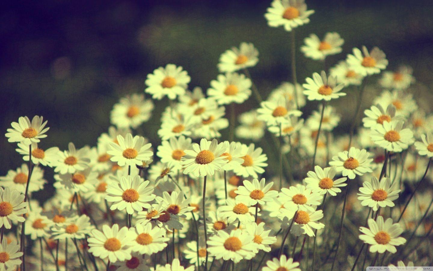 Tumblr Flowers Desktop Wallpapers Top Free Tumblr Flowers Desktop Backgrounds WallpaperAccess