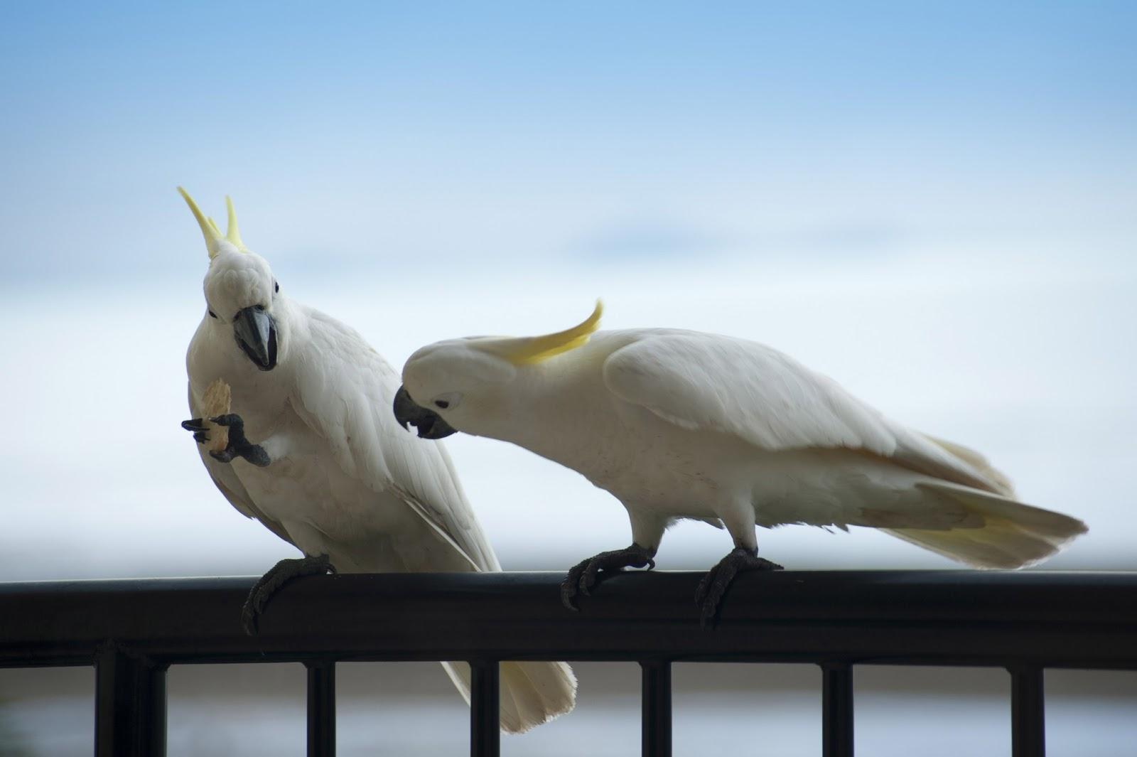 Cockatoo Wallpapers Top Free Cockatoo Backgrounds WallpaperAccess