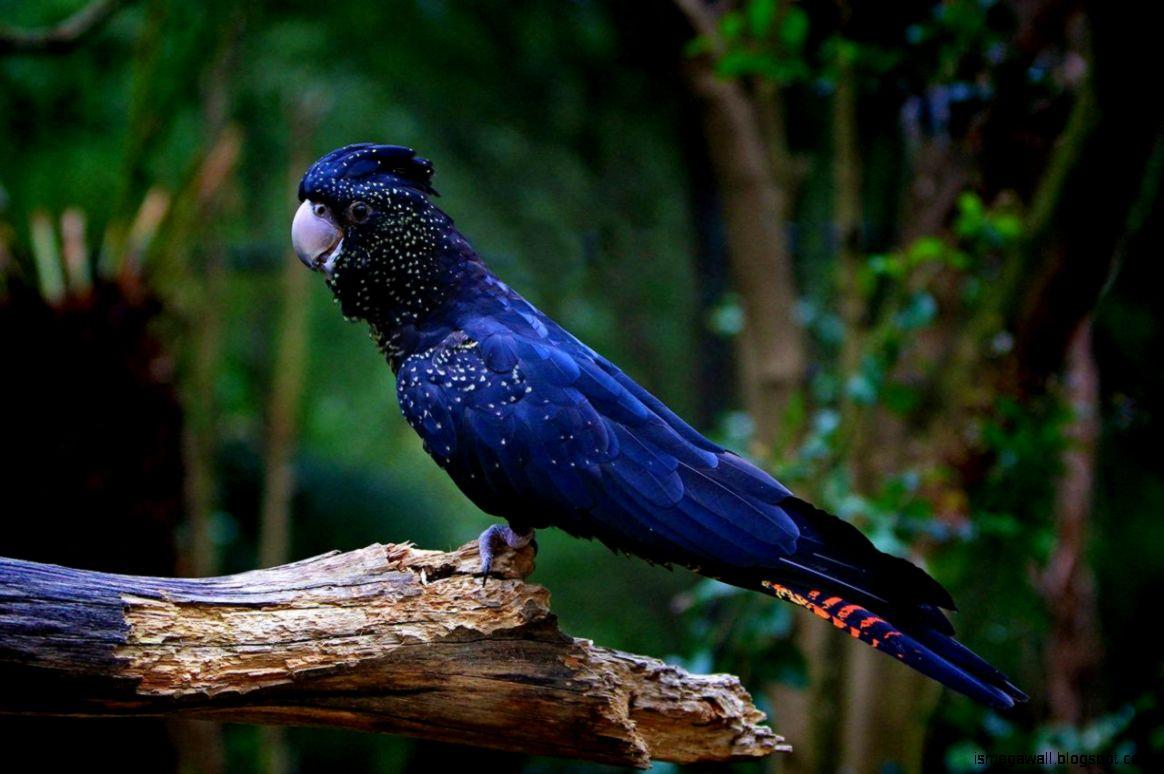 Cockatoo Wallpapers Top Free Cockatoo Backgrounds WallpaperAccess