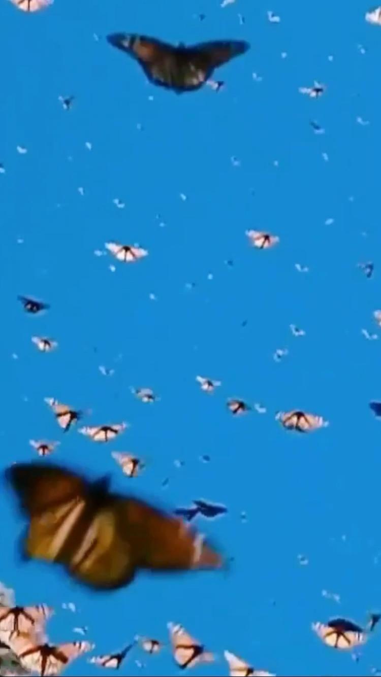 Live Aesthetic Wallpapers Top Free Live Aesthetic Backgrounds