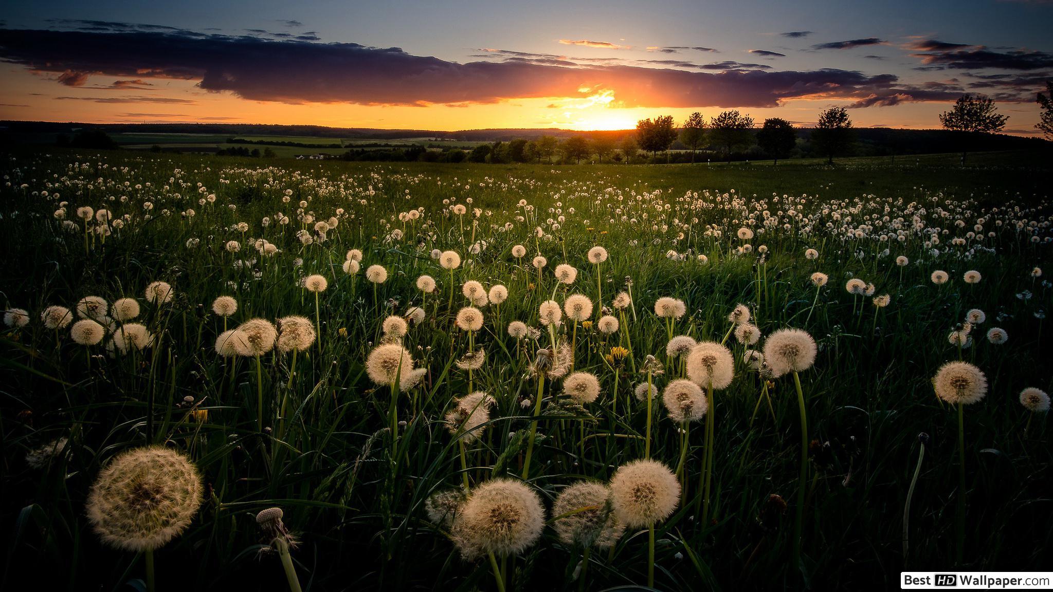 Dandelion Field Wallpapers Top Free Dandelion Field Backgrounds