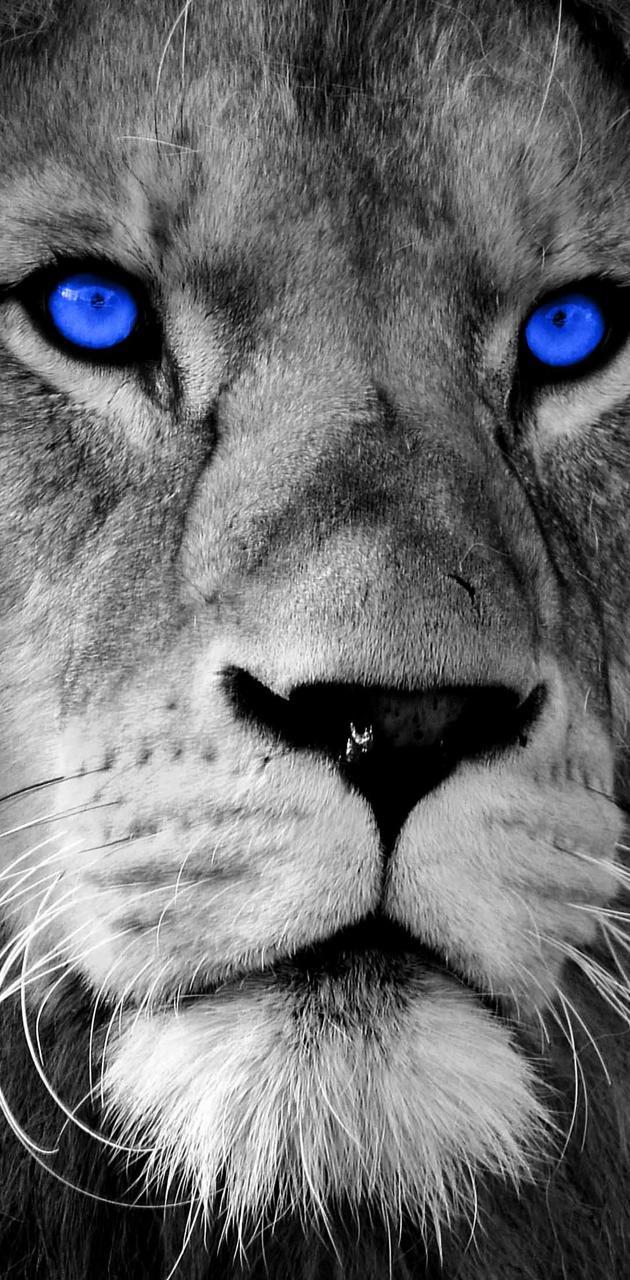 Lion Blue Eyes Wallpapers Top Free Lion Blue Eyes Backgrounds WallpaperAccess