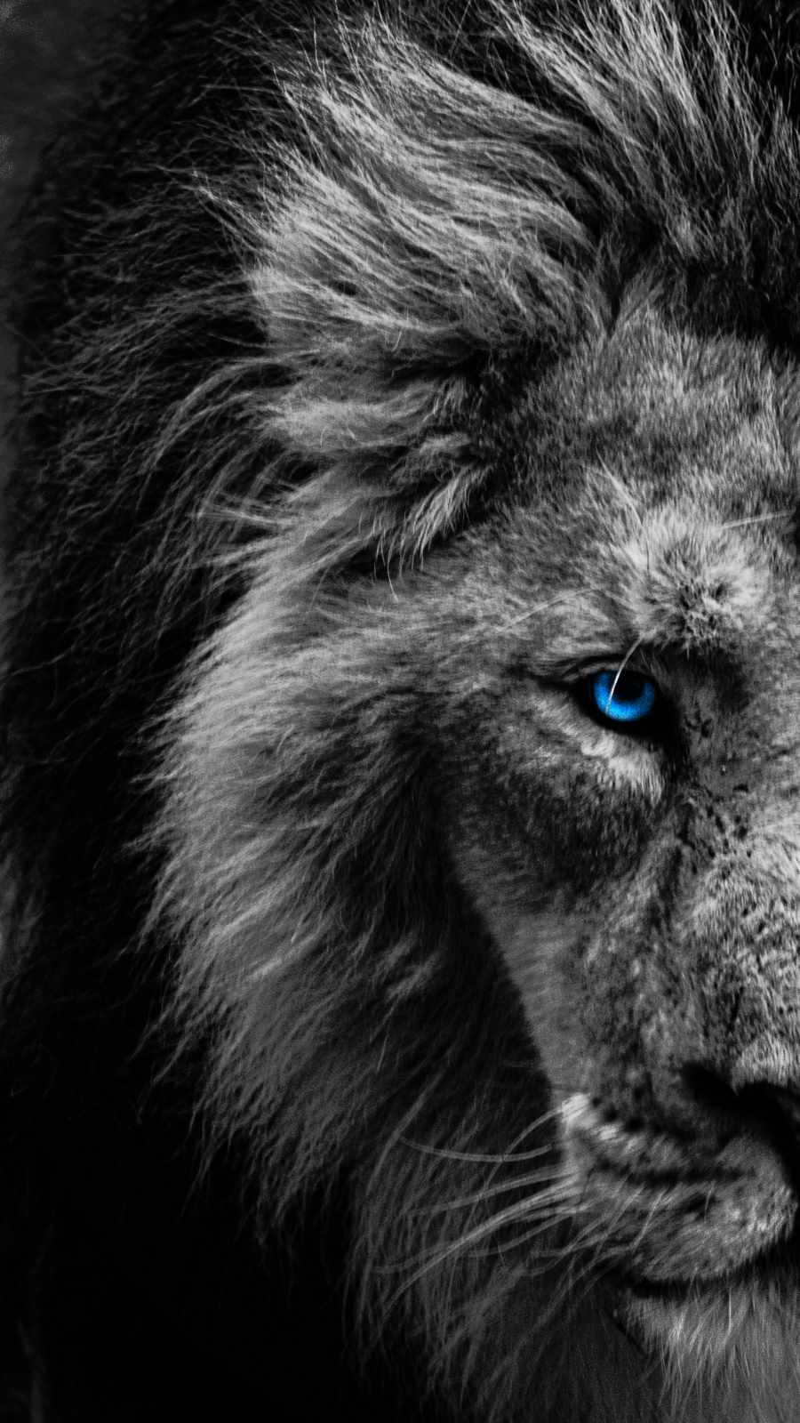 Lion Blue Eyes Wallpapers Top Free Lion Blue Eyes Backgrounds