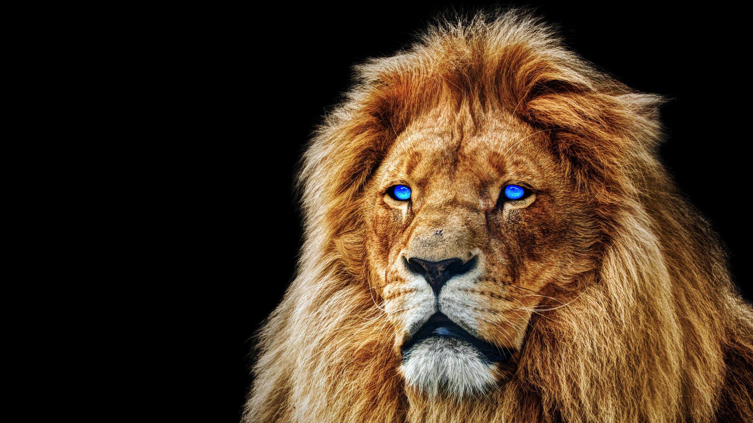 Lion Blue Eyes Wallpapers Top Free Lion Blue Eyes Backgrounds WallpaperAccess