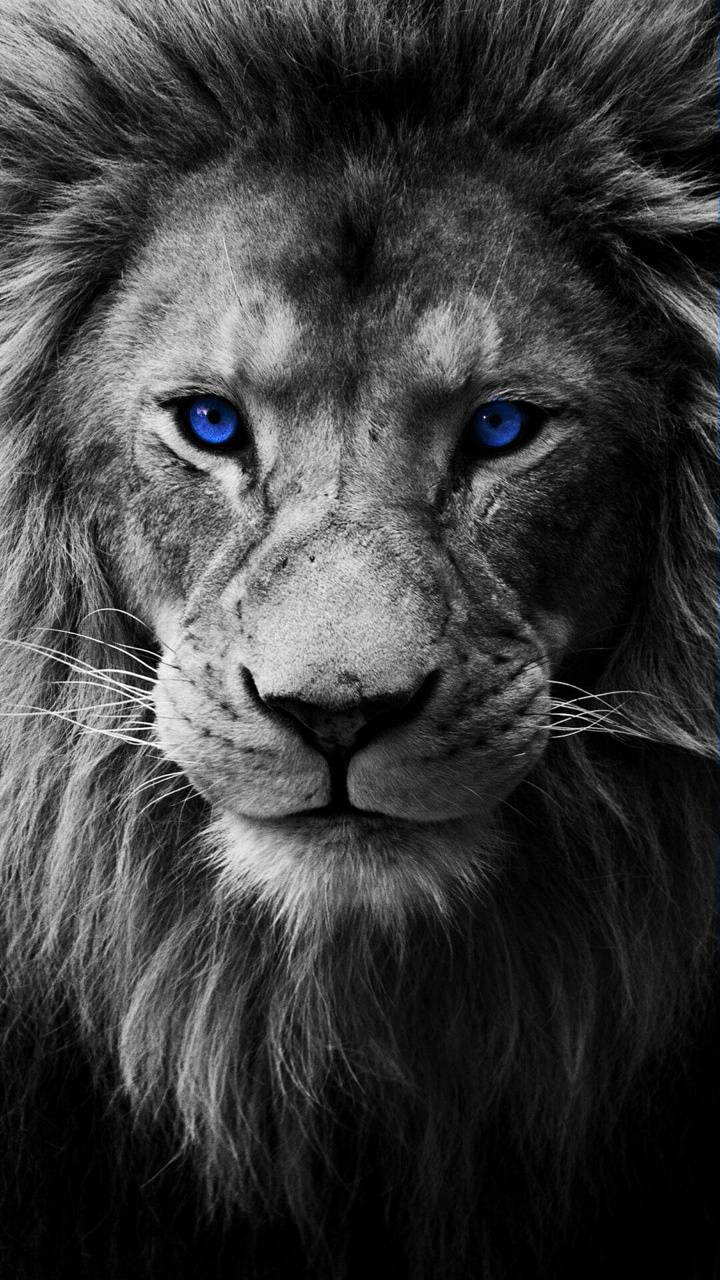 Lion Blue Eyes Wallpapers Top Free Lion Blue Eyes Backgrounds