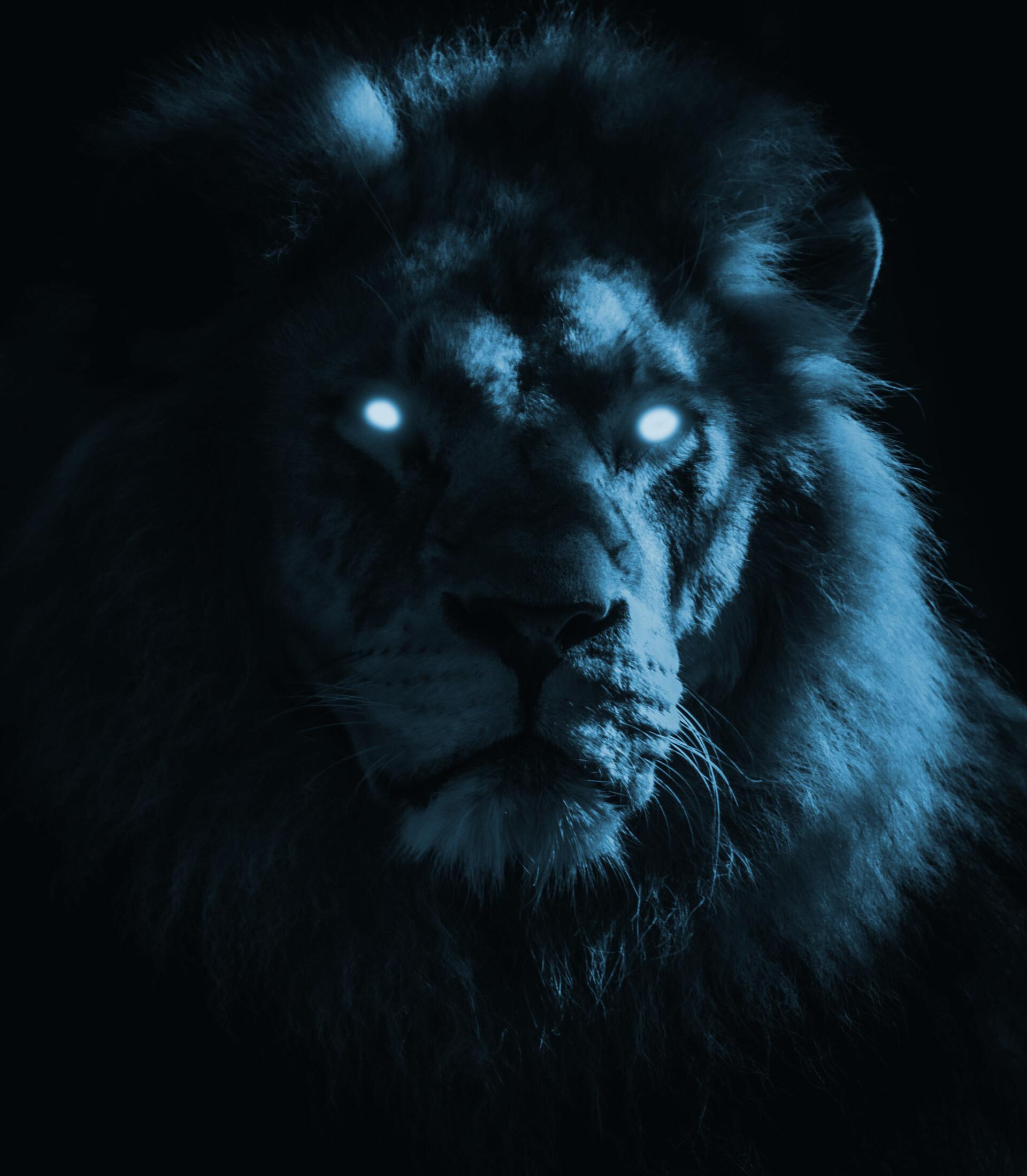 Lion Blue Eyes Wallpapers Top Free Lion Blue Eyes Backgrounds WallpaperAccess