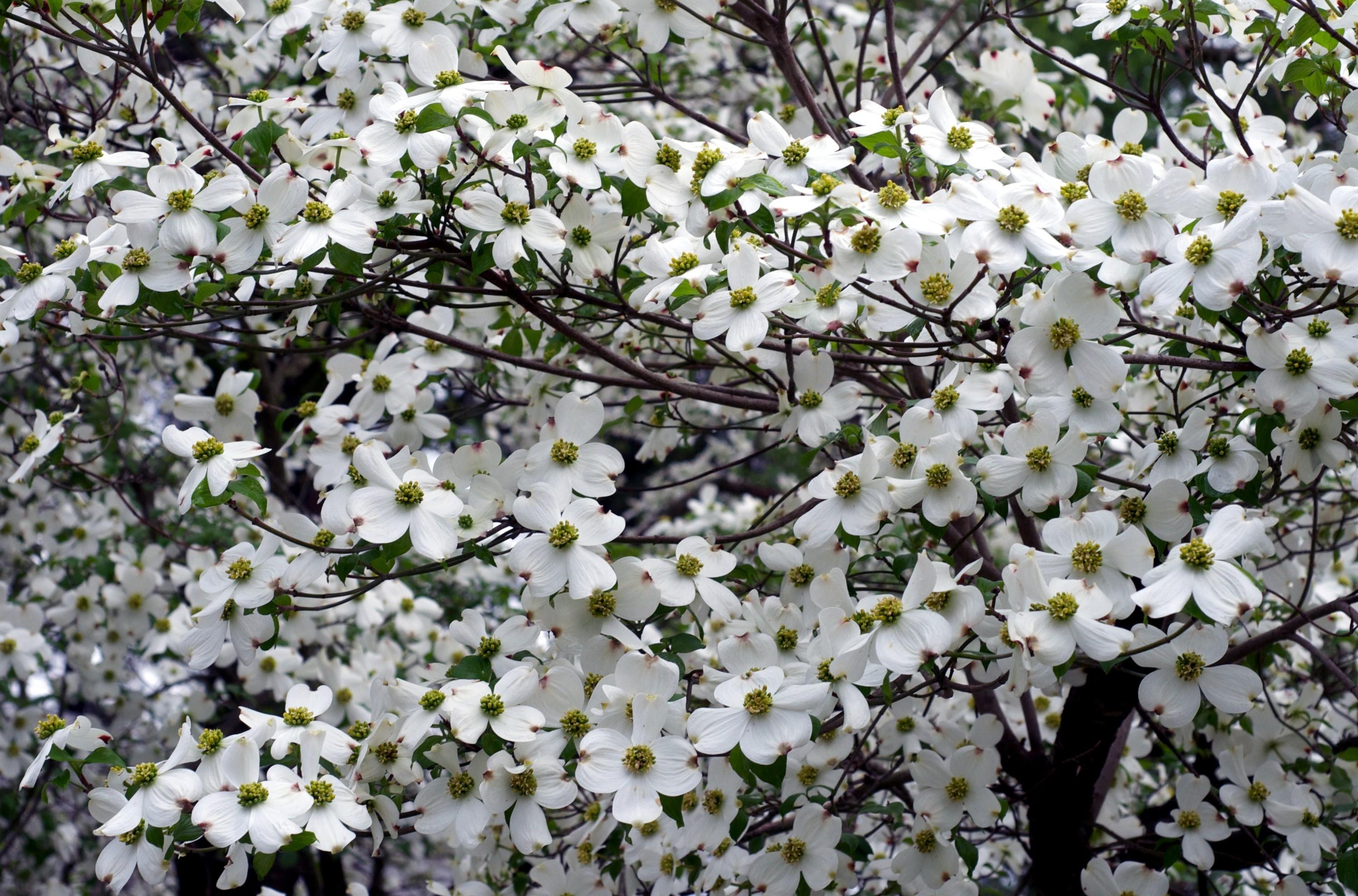 Dogwood Flower Wallpapers Top Free Dogwood Flower Backgrounds