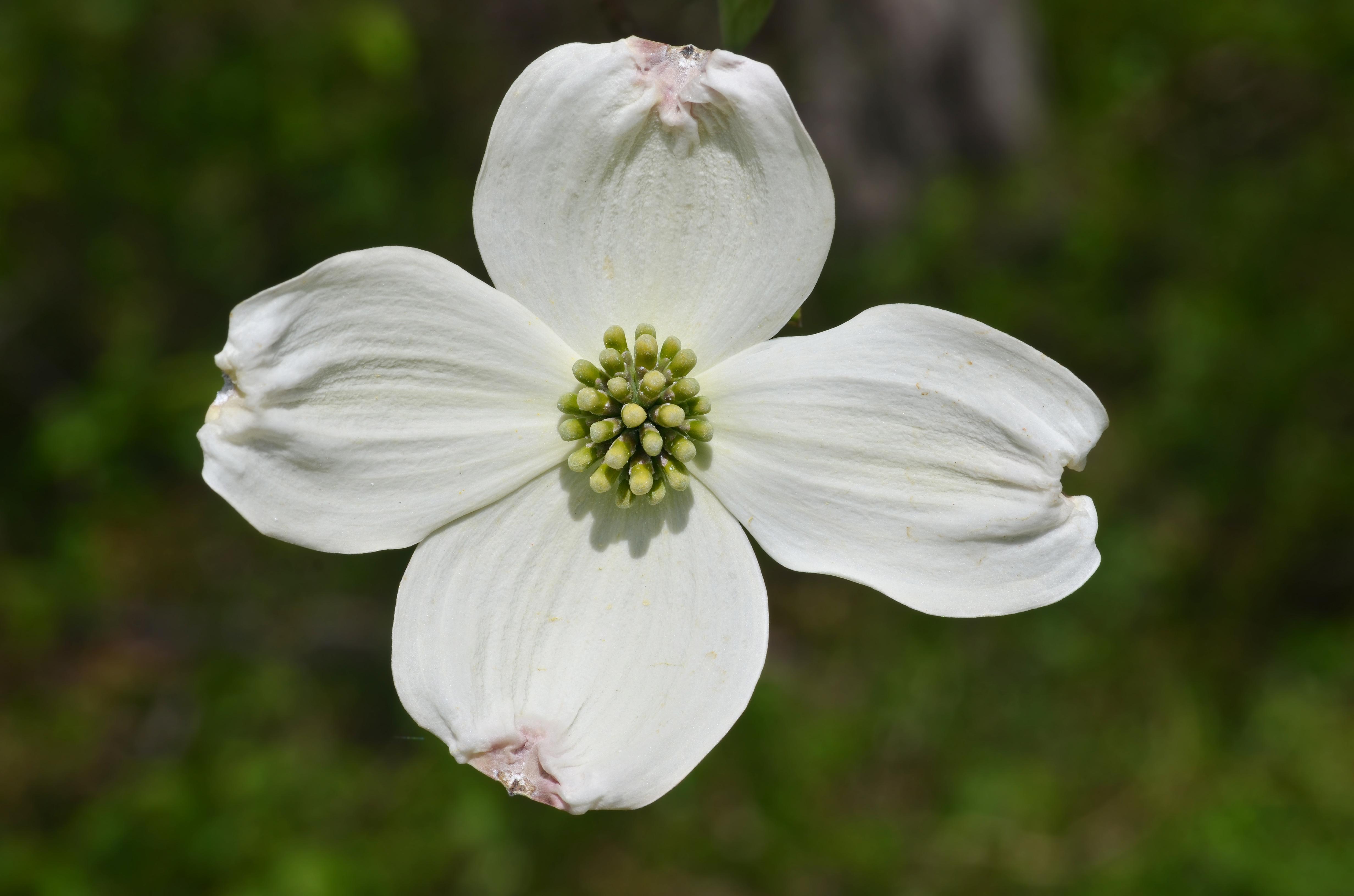 Dogwood Flower Wallpapers Top Free Dogwood Flower Backgrounds