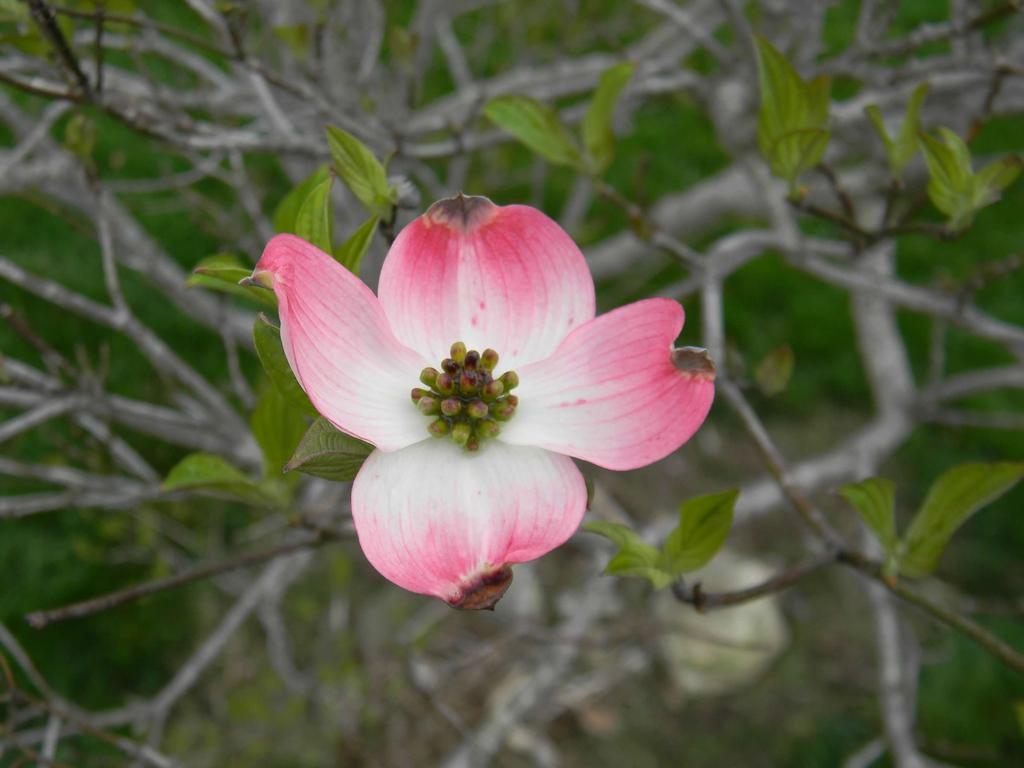 Dogwood Flower Wallpapers Top Free Dogwood Flower Backgrounds