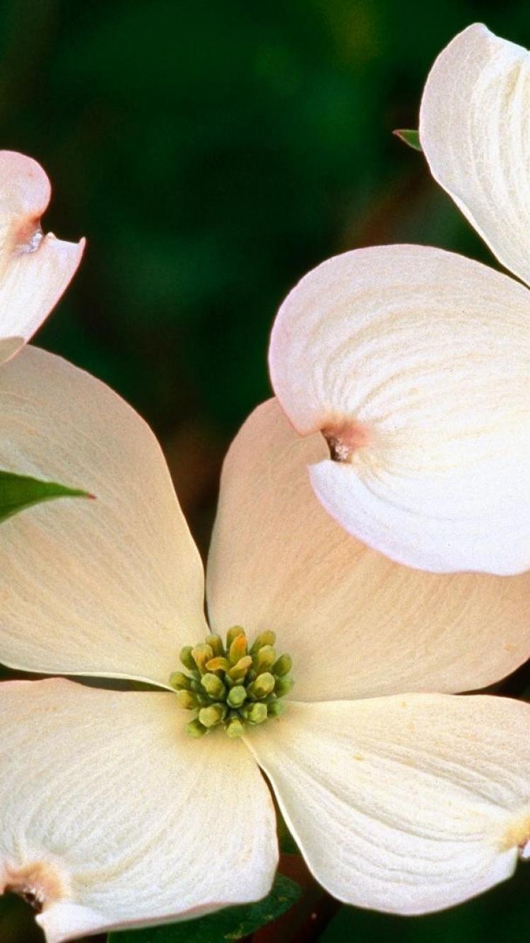 Dogwood Flower Wallpapers Top Free Dogwood Flower Backgrounds