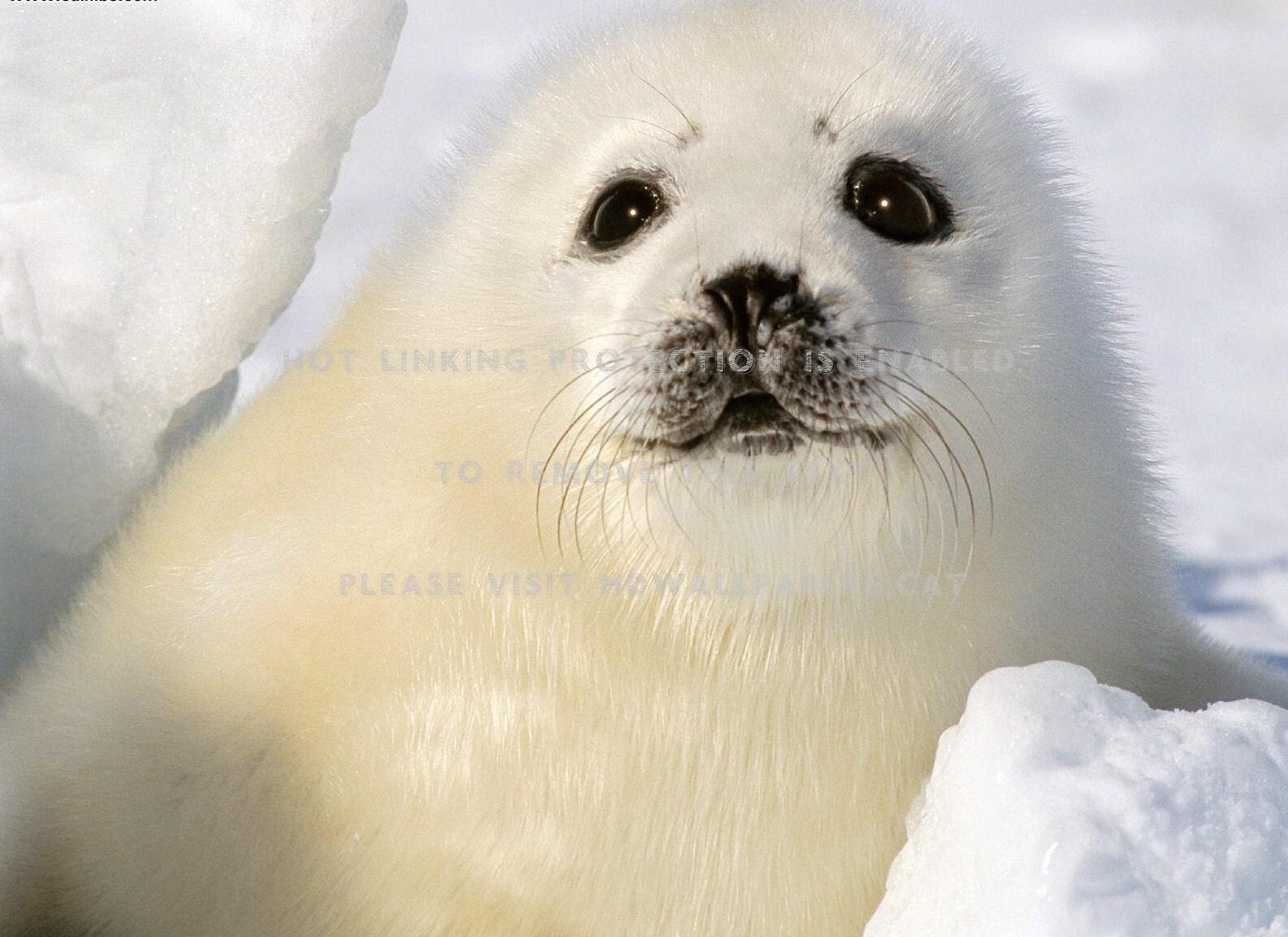 Baby Harp Seal Wallpapers Top Free Baby Harp Seal Backgrounds
