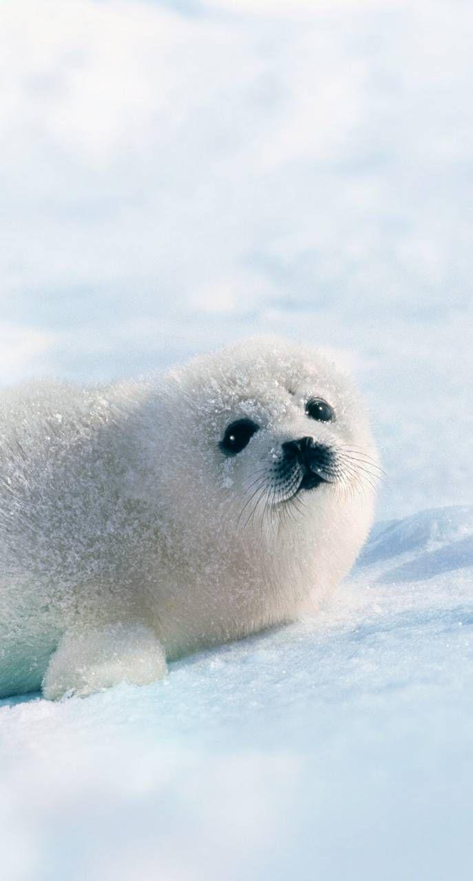 Baby Harp Seal Wallpapers Top Free Baby Harp Seal Backgrounds