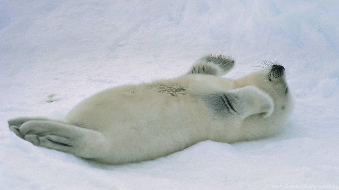 Baby Harp Seal Wallpapers Top Free Baby Harp Seal Backgrounds
