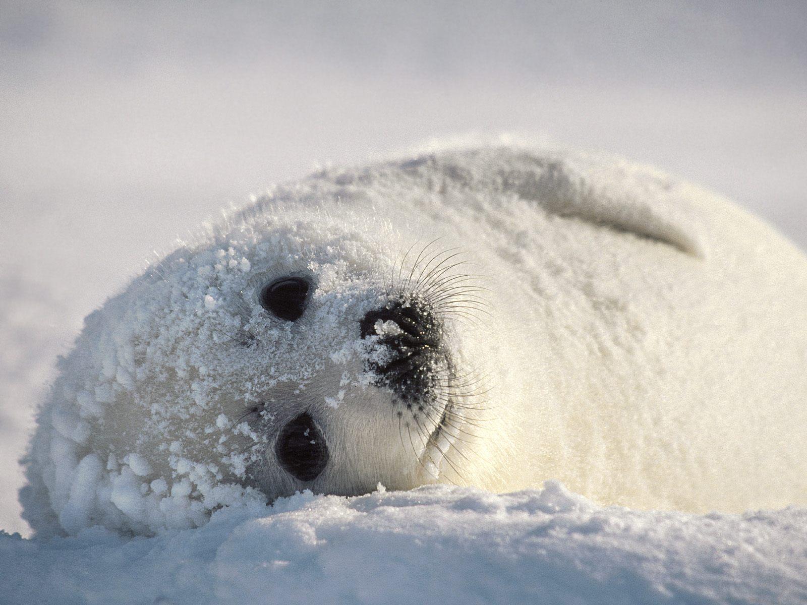 Baby Harp Seal Wallpapers Top Free Baby Harp Seal Backgrounds