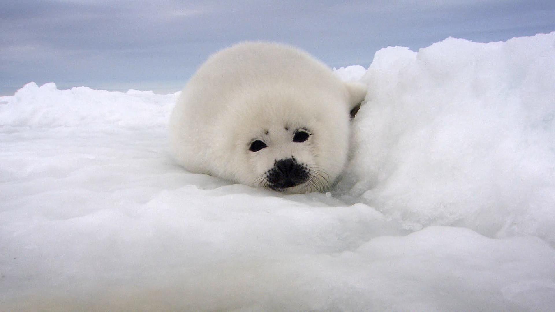 Baby Harp Seal Wallpapers Top Free Baby Harp Seal Backgrounds