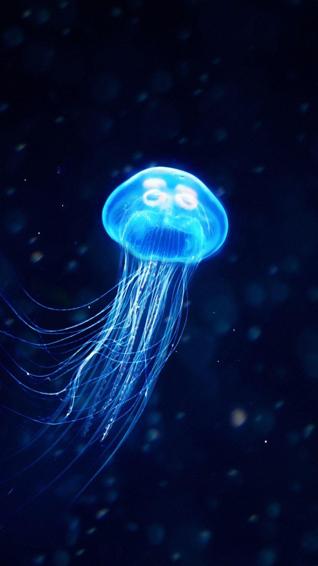 Dark Jellyfish Wallpapers Top Free Dark Jellyfish Backgrounds