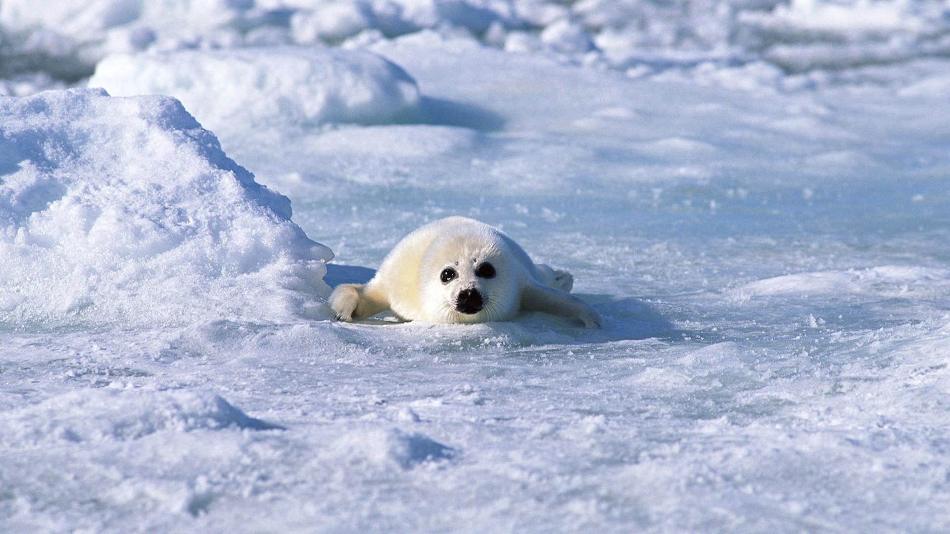 Baby Harp Seal Wallpapers Top Free Baby Harp Seal Backgrounds