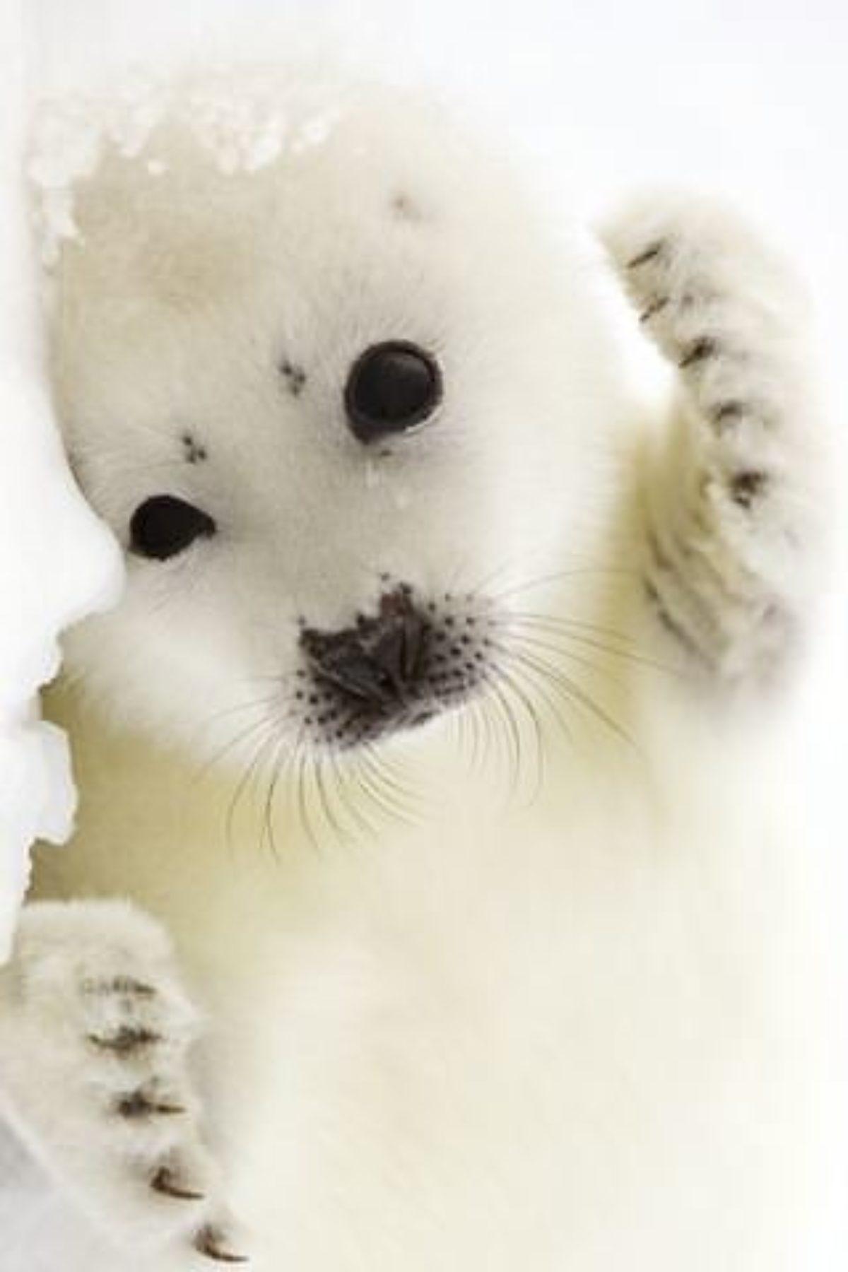 Baby Harp Seal Wallpapers Top Free Baby Harp Seal Backgrounds