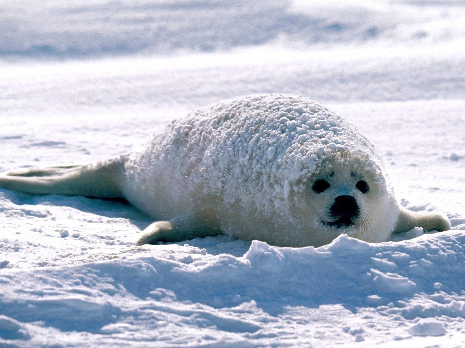 Baby Harp Seal Wallpapers Top Free Baby Harp Seal Backgrounds