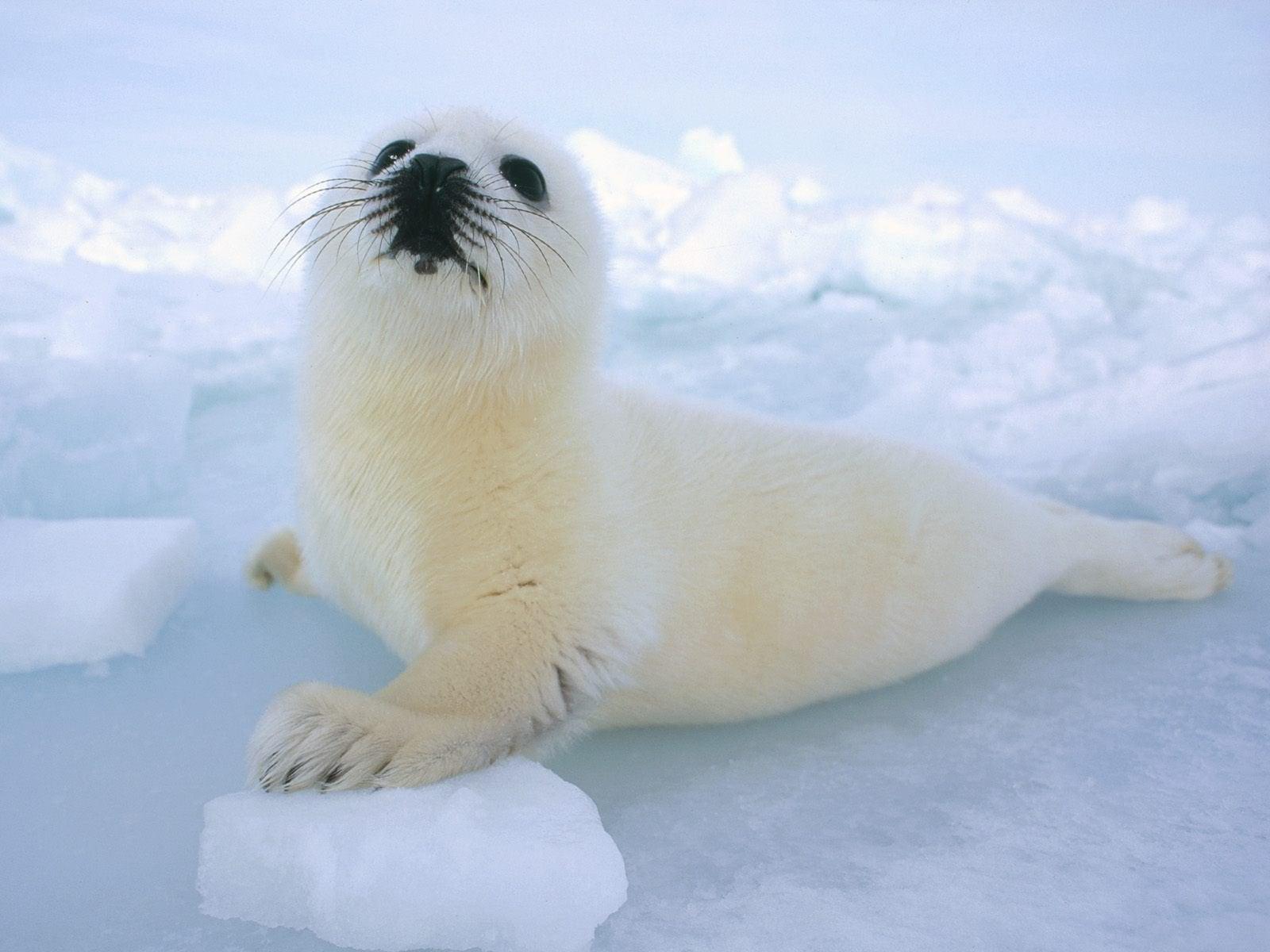 Baby Harp Seal Wallpapers Top Free Baby Harp Seal Backgrounds