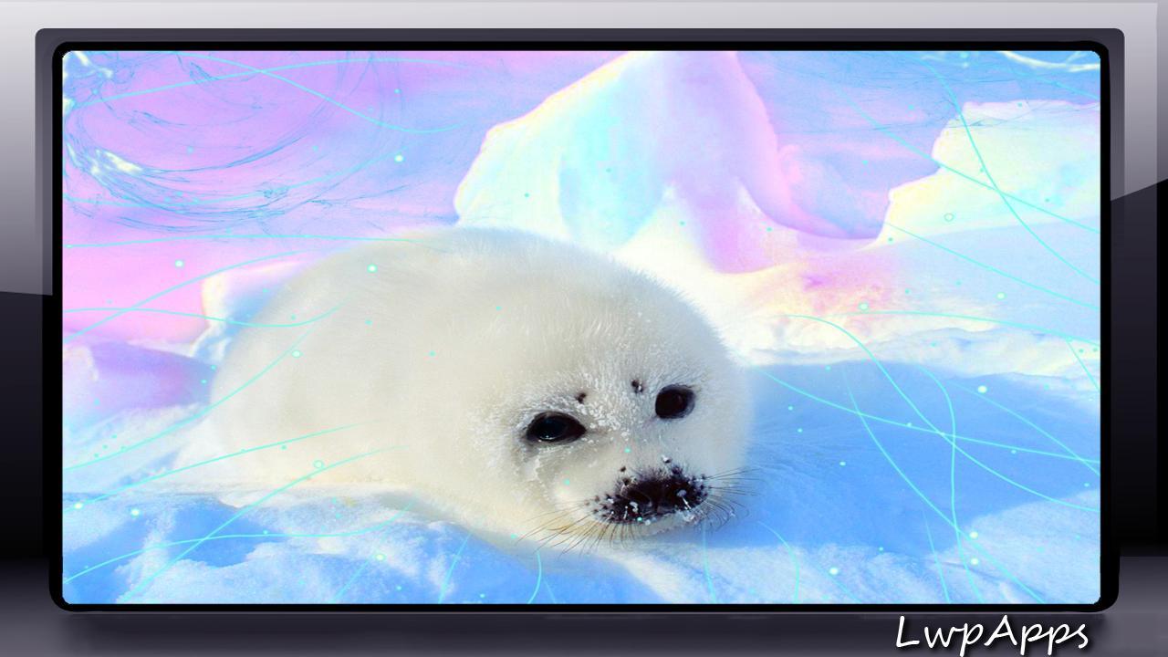 Baby Harp Seal Wallpapers Top Free Baby Harp Seal Backgrounds
