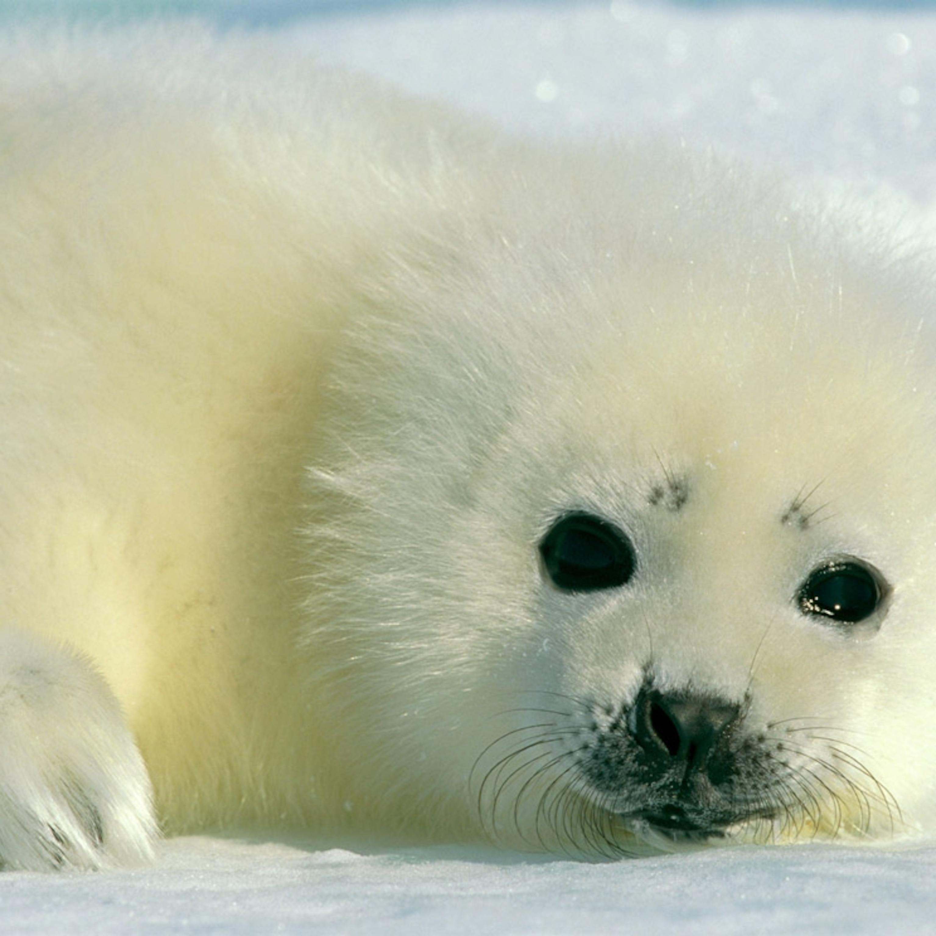 Baby Harp Seal Wallpapers Top Free Baby Harp Seal Backgrounds
