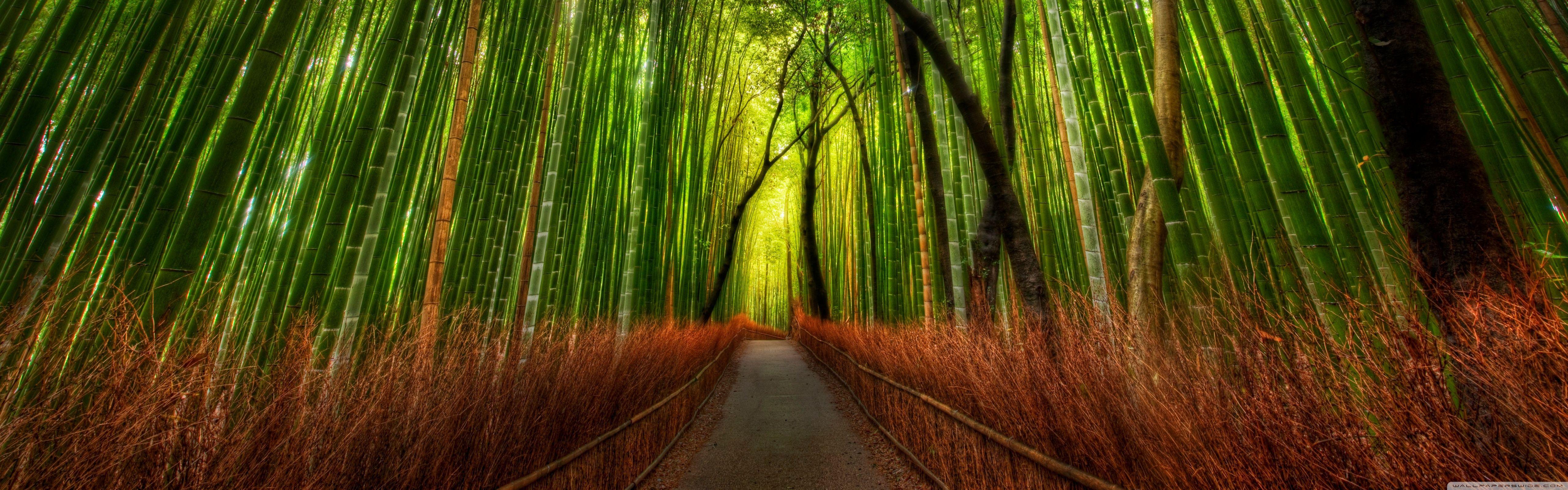 Bamboo Dual Screen Wallpapers Top Free Bamboo Dual Screen Backgrounds