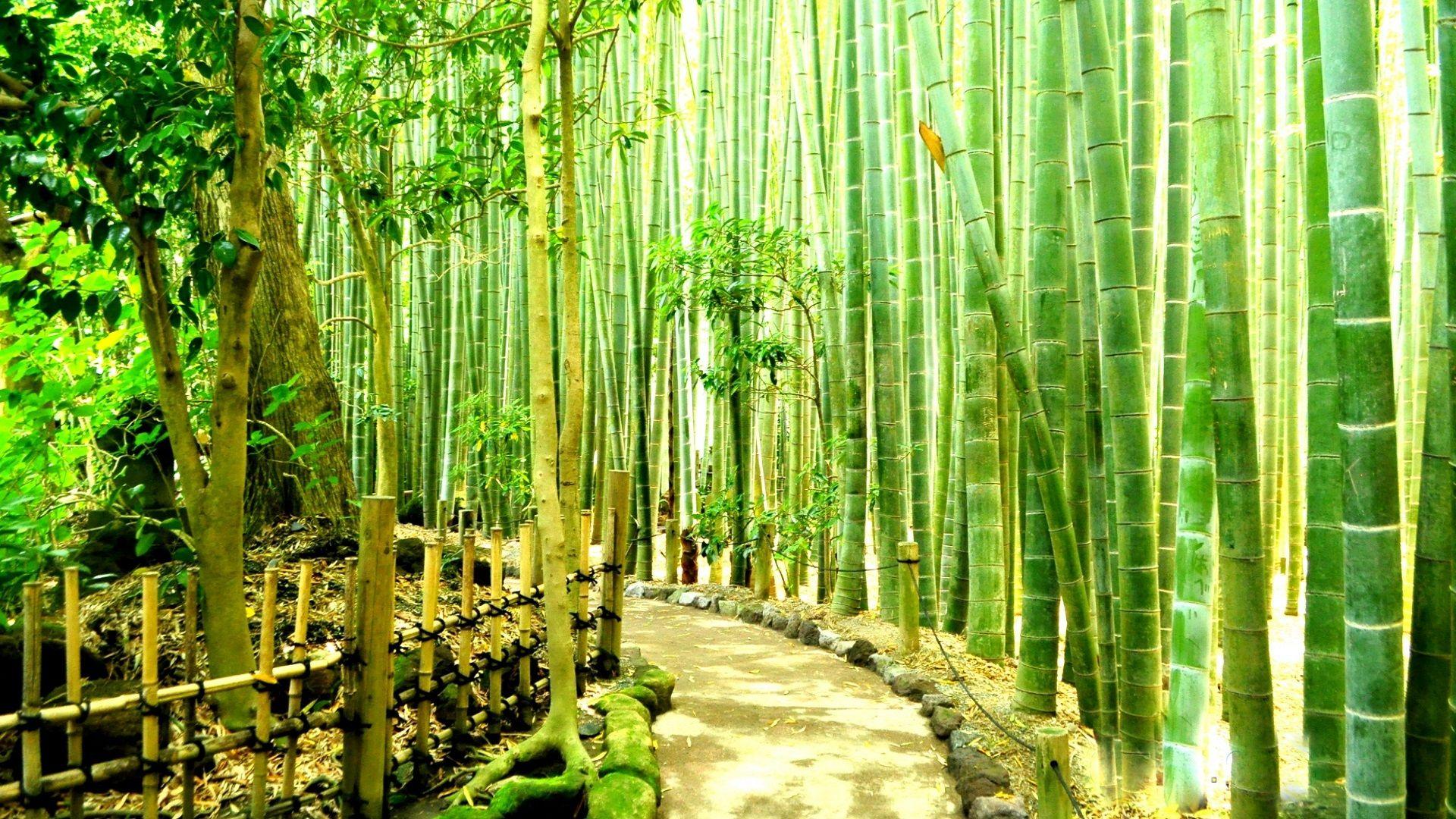 Bamboo Dual Screen Wallpapers Top Free Bamboo Dual Screen Backgrounds