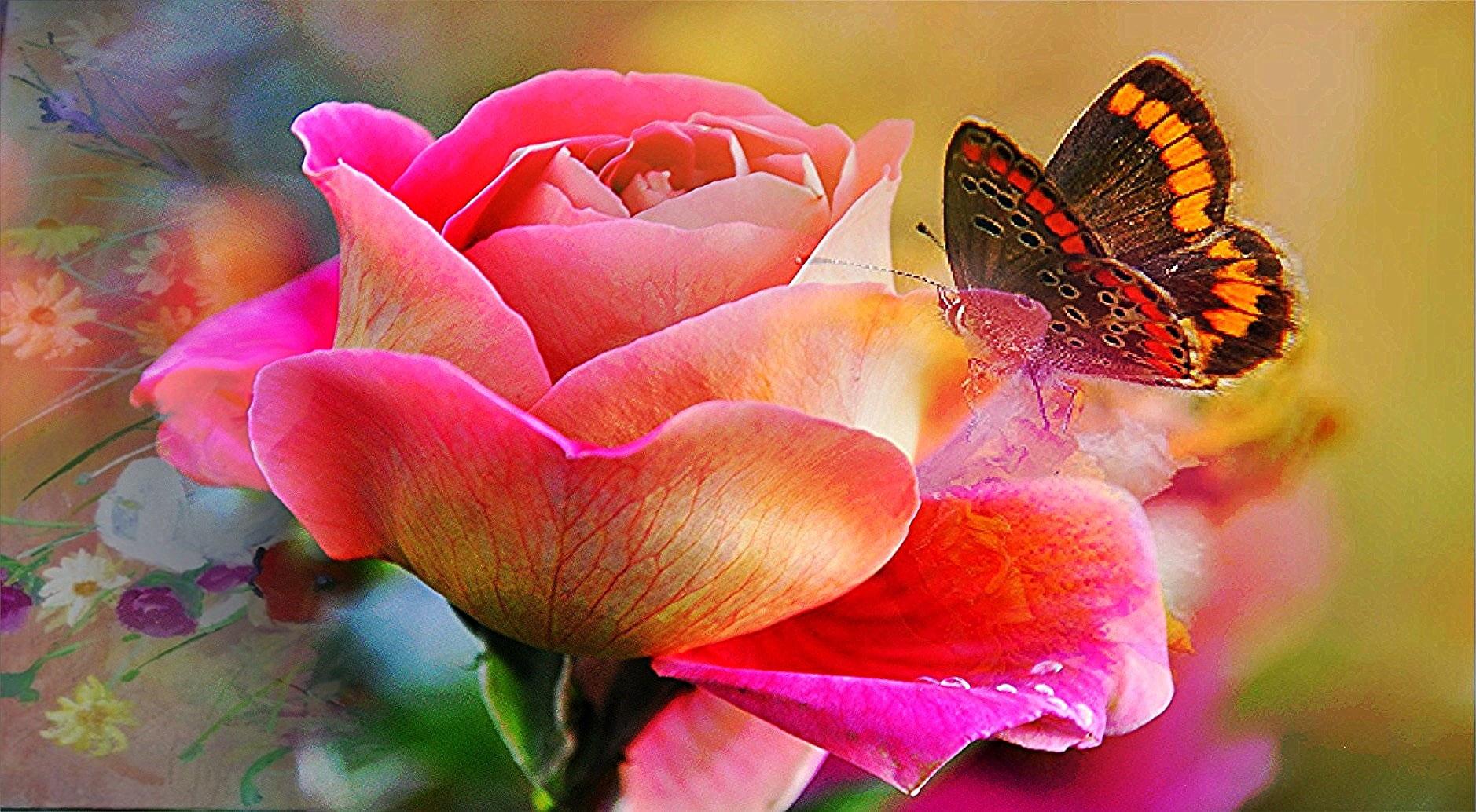 Rose Flowers and Butterflies Wallpapers Top Free Rose Flowers and
