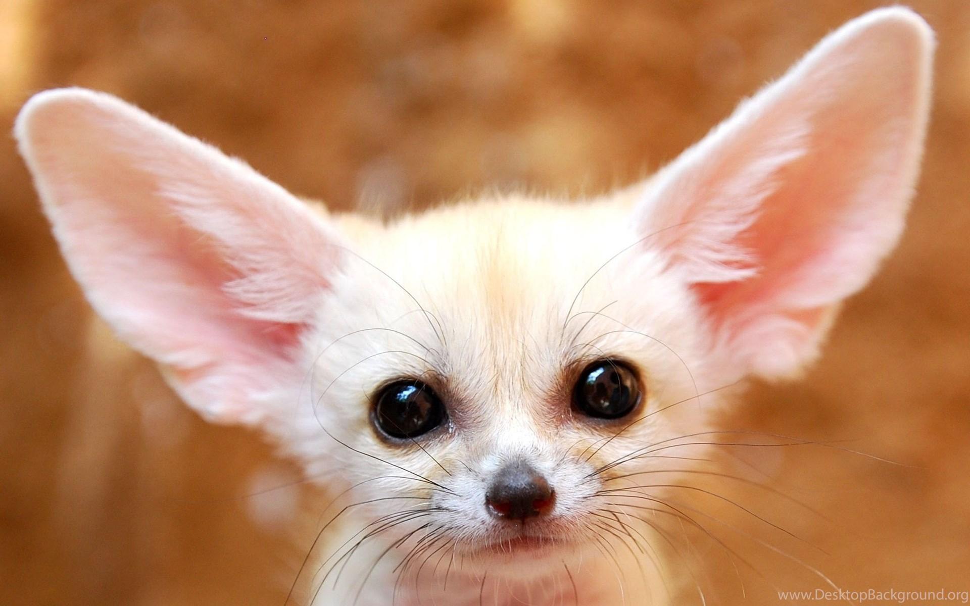 Cute White Fox Wallpapers Top Free Cute White Fox Backgrounds