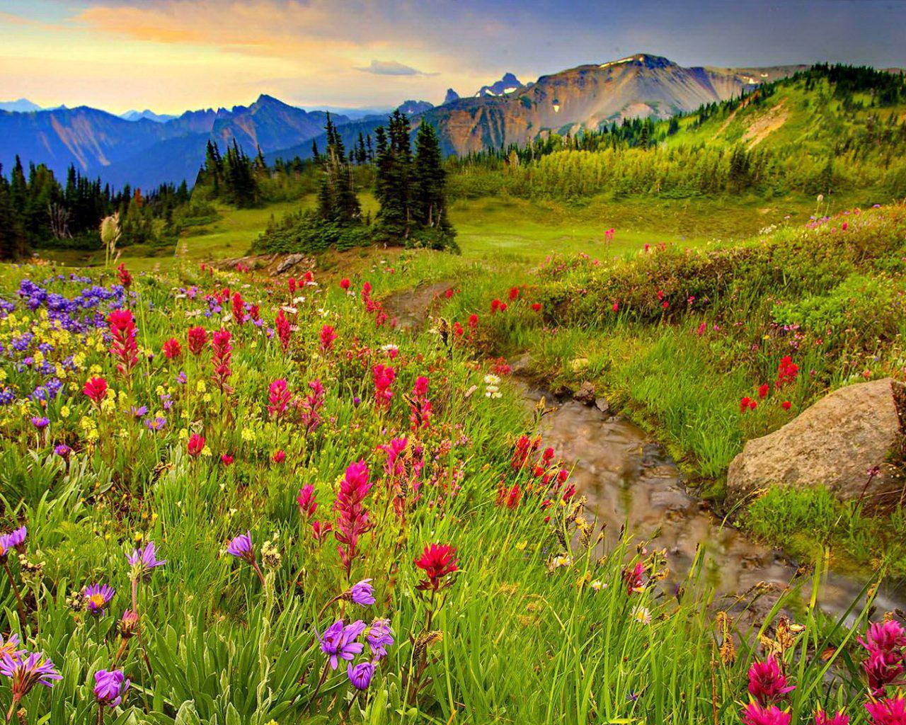 Meadow Desktop Wallpapers Top Free Meadow Desktop Backgrounds