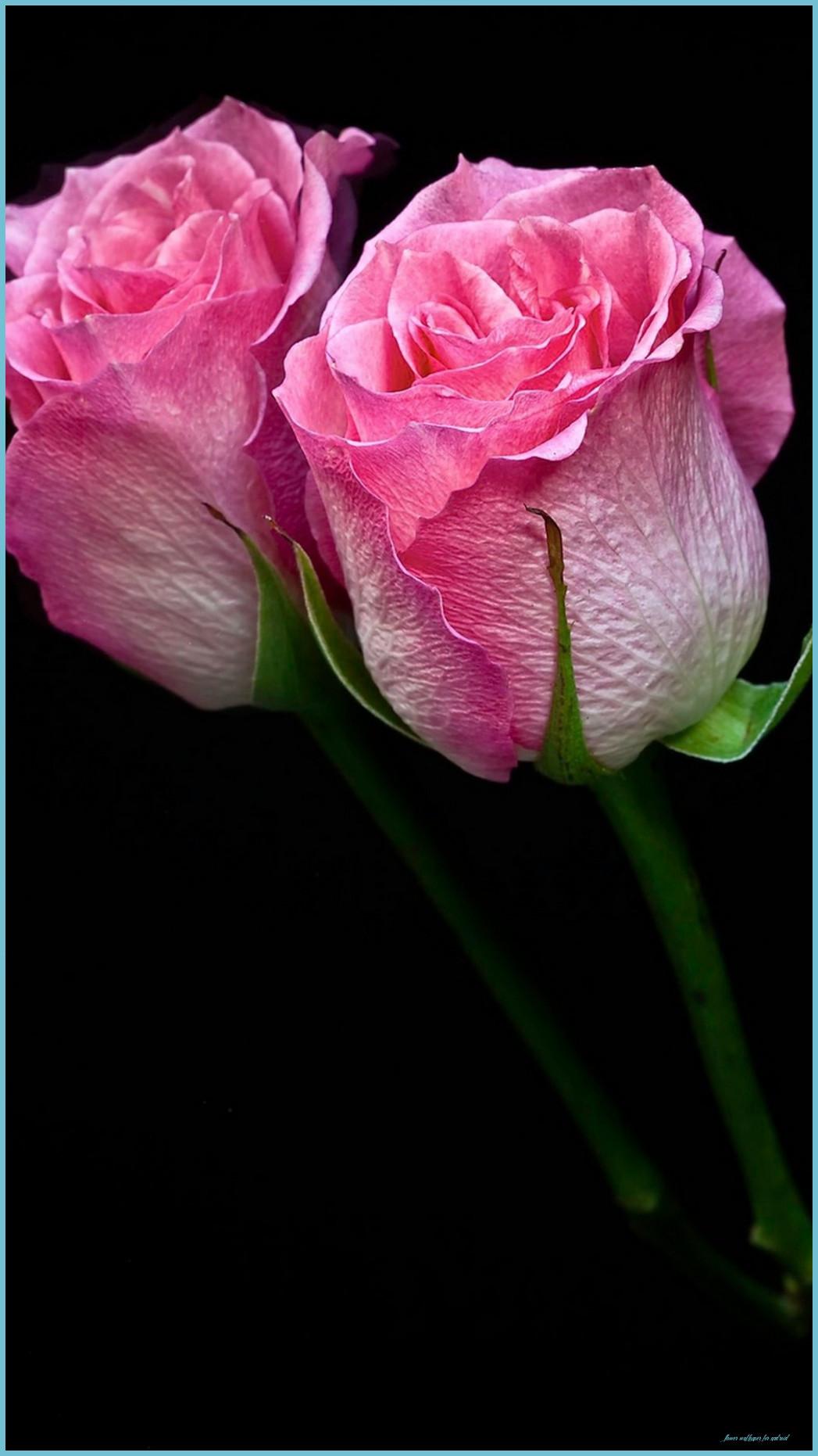 Pink Flower Phone Wallpapers Top Free Pink Flower Phone Backgrounds