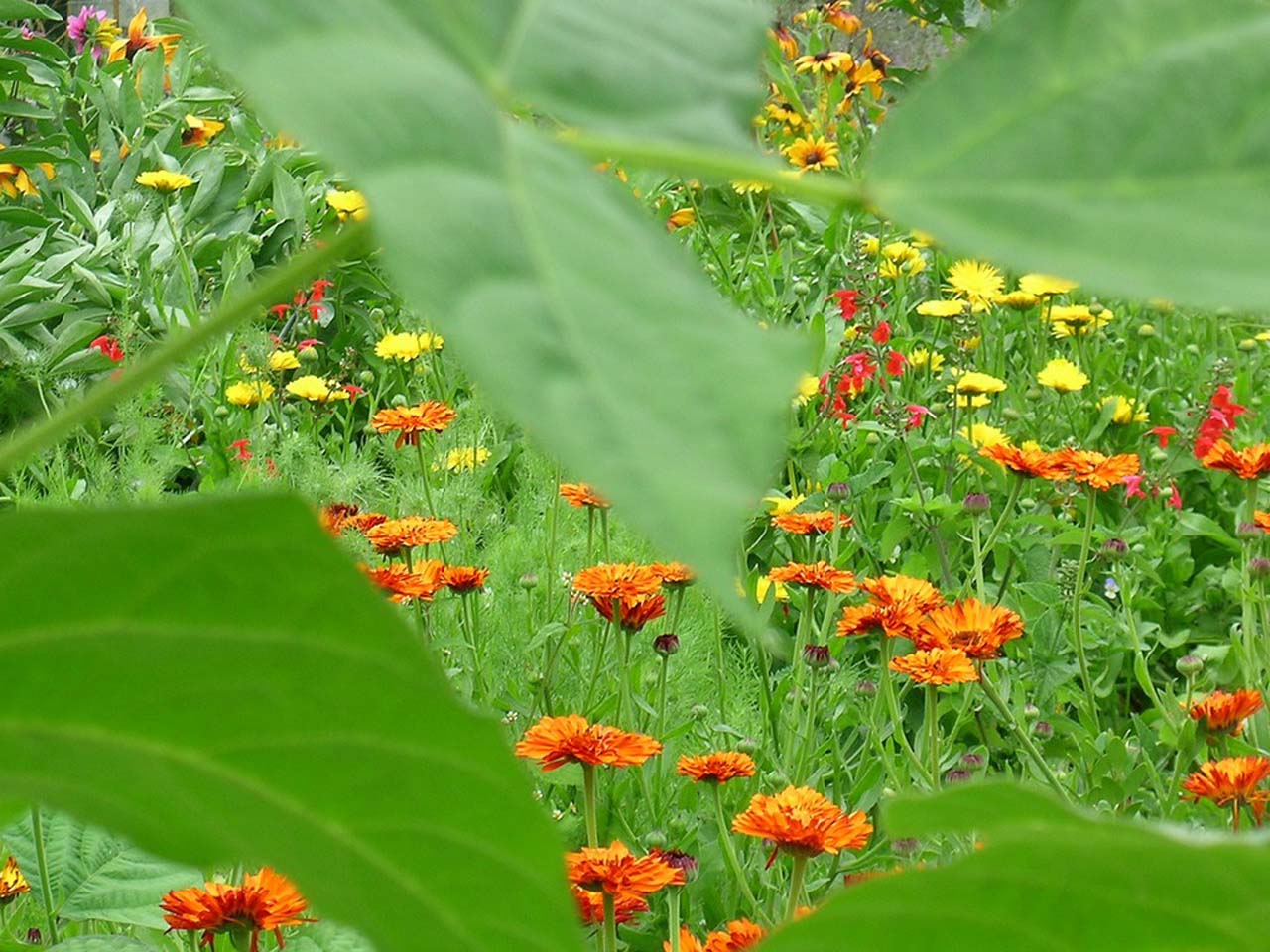 Cute Nature Wallpapers Top Free Cute Nature Backgrounds WallpaperAccess