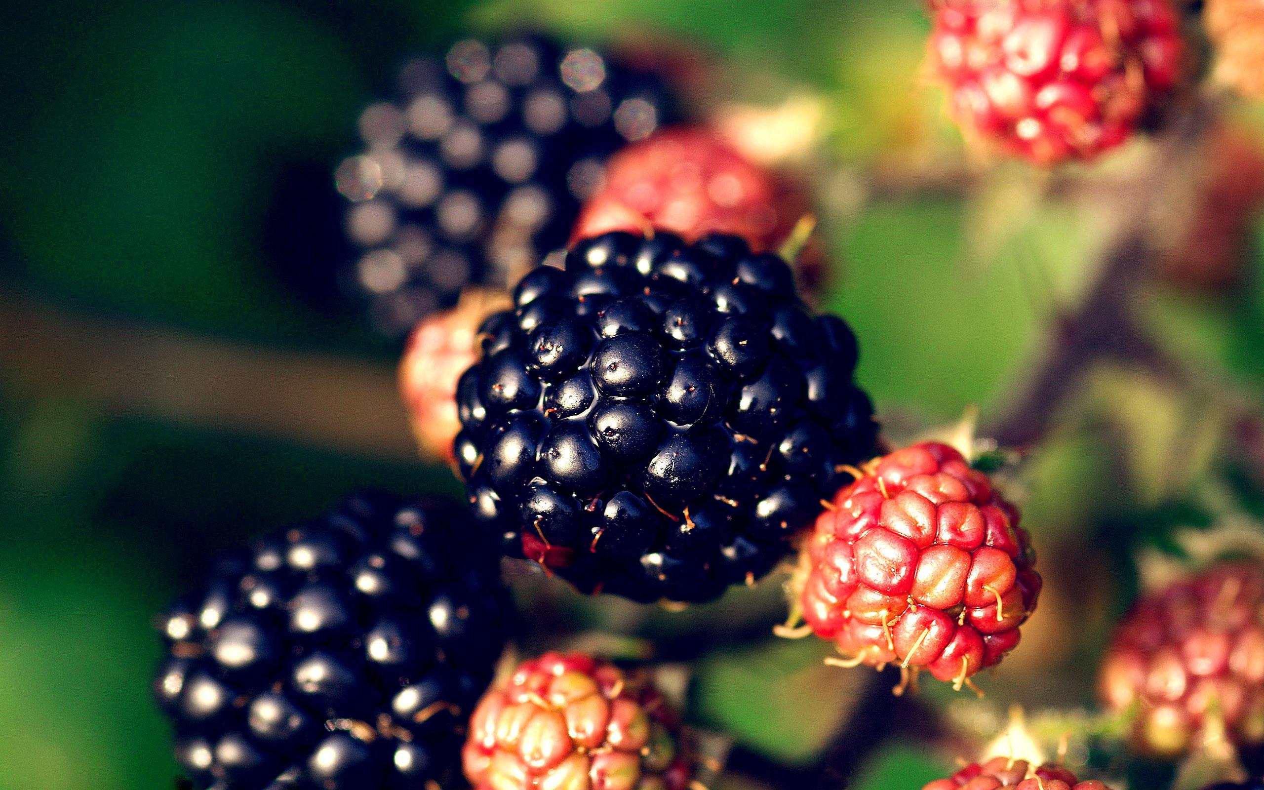 Blackberry Fruit Wallpapers - Top Free Blackberry Fruit Backgrounds -  Wallpaperaccess
