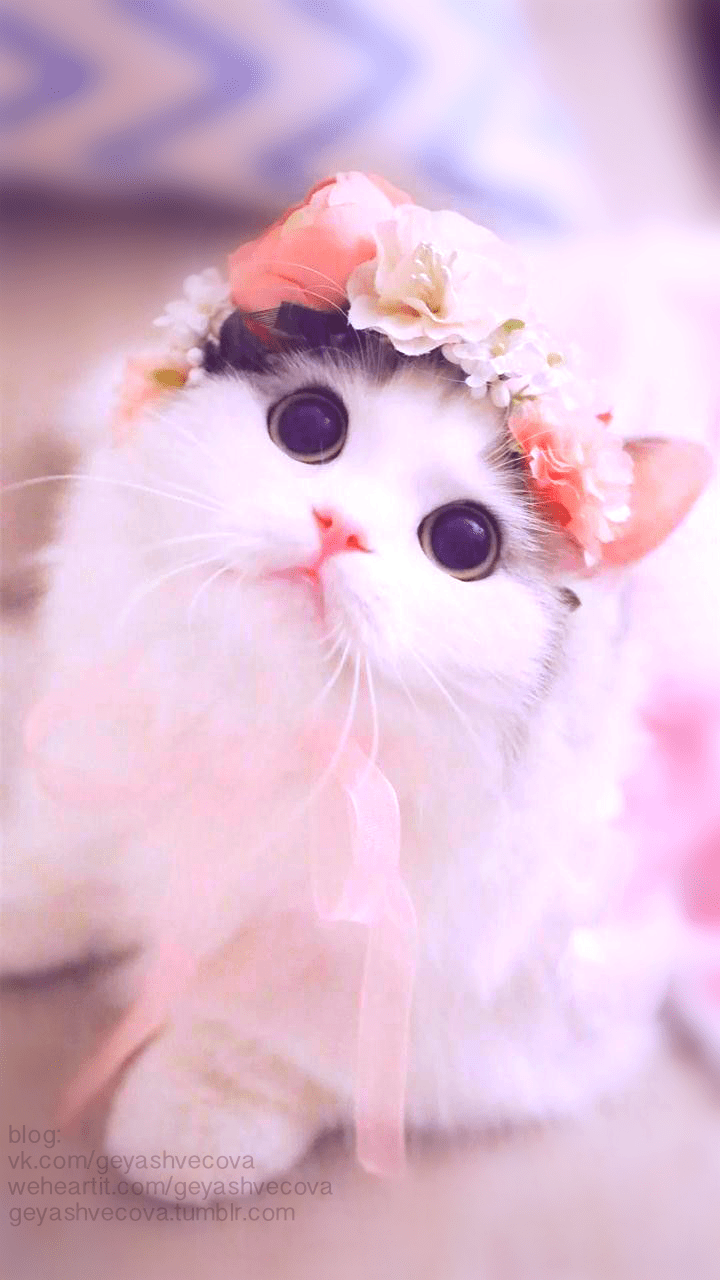 Cat Pink Kawaii Wallpapers Top Free Cat Pink Kawaii Backgrounds